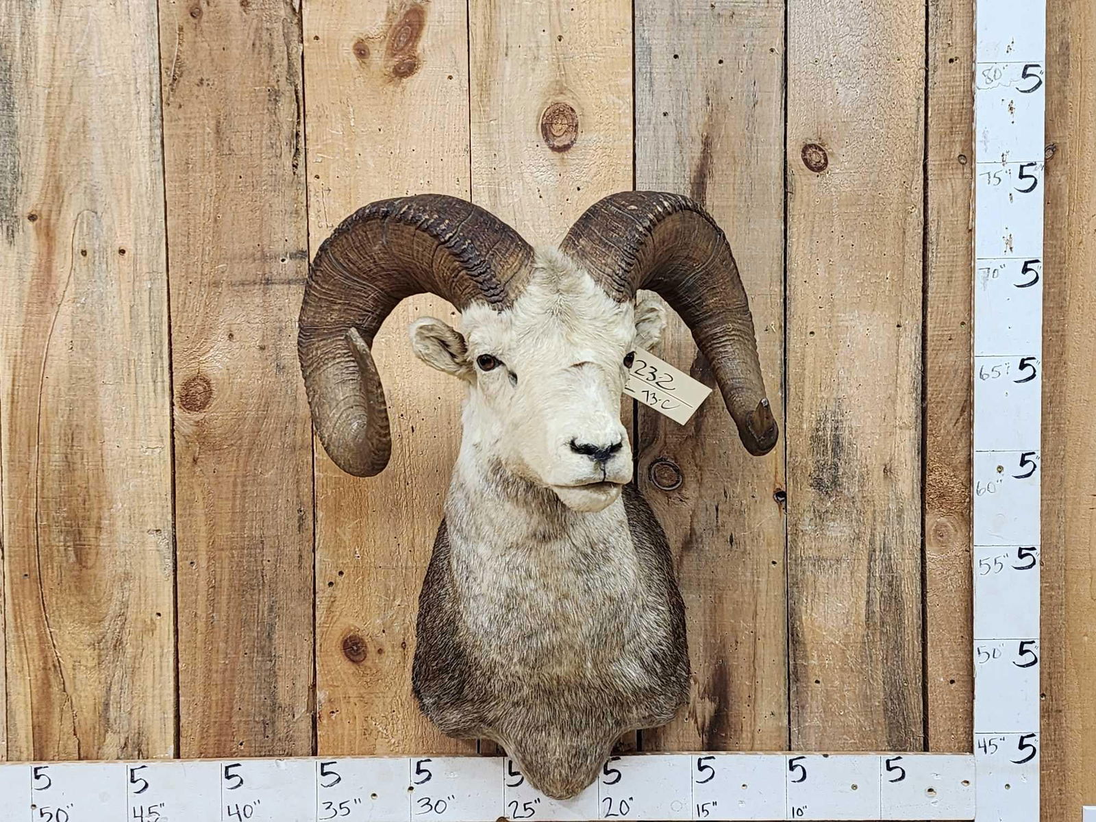 Stone Sheep Shoulder Mount Taxidermy (1 of 3)