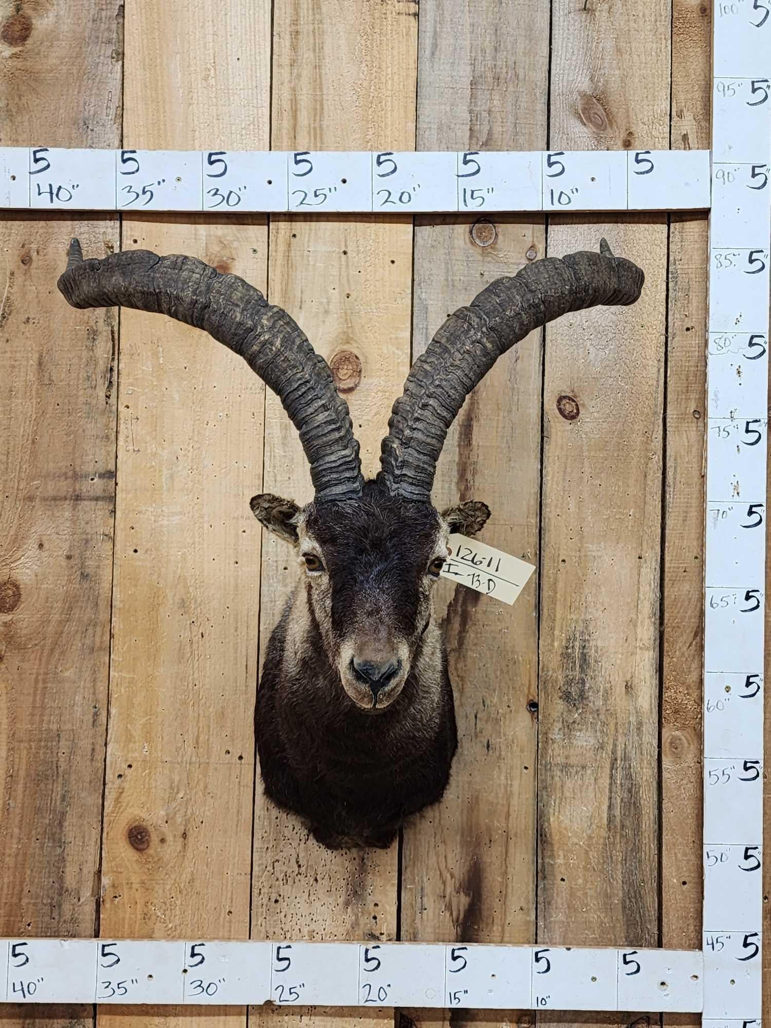 Gredos Ibex Shoulder Mount Taxidermy (1 of 5)