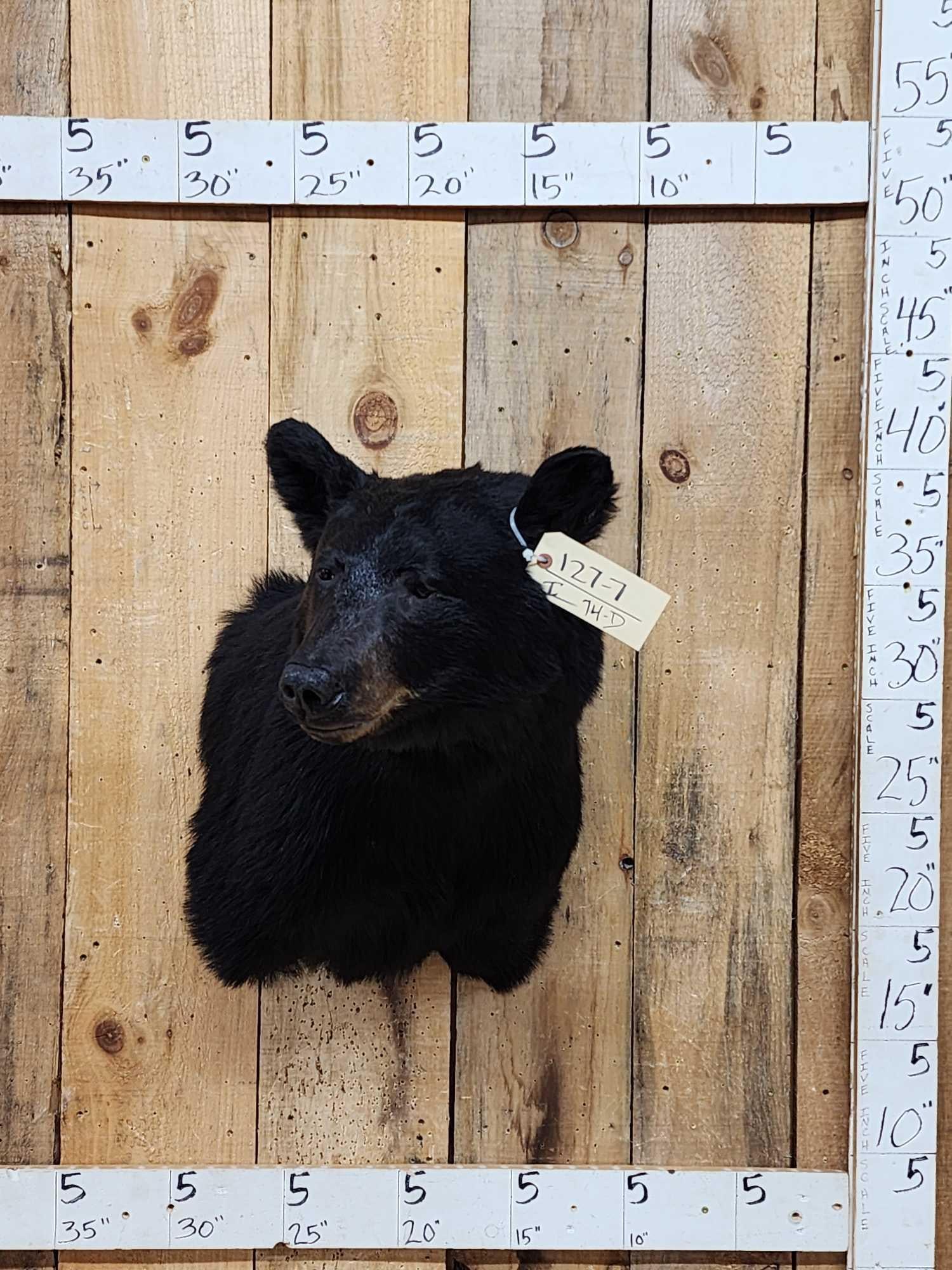 Black Bear Shoulder Mount Taxidermy (1 of 4)