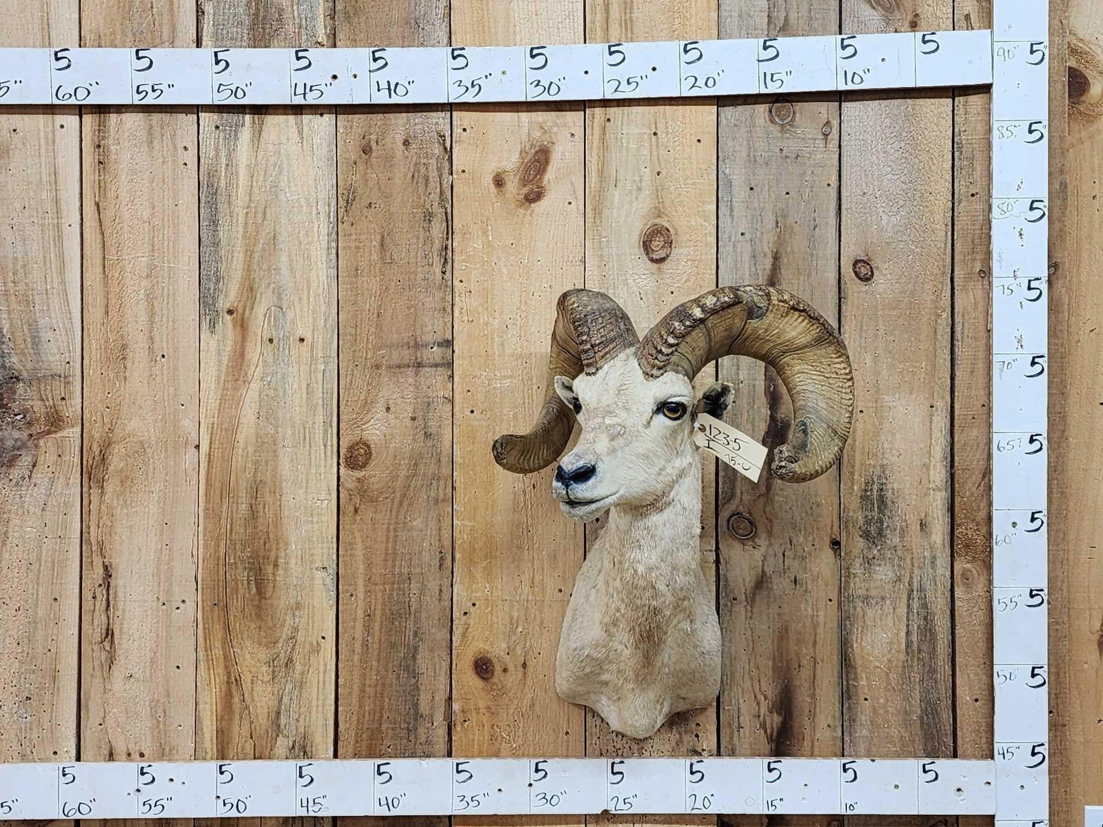 Desert Bighorn Sheep Shoulder Mount Taxidermy (1 of 5)