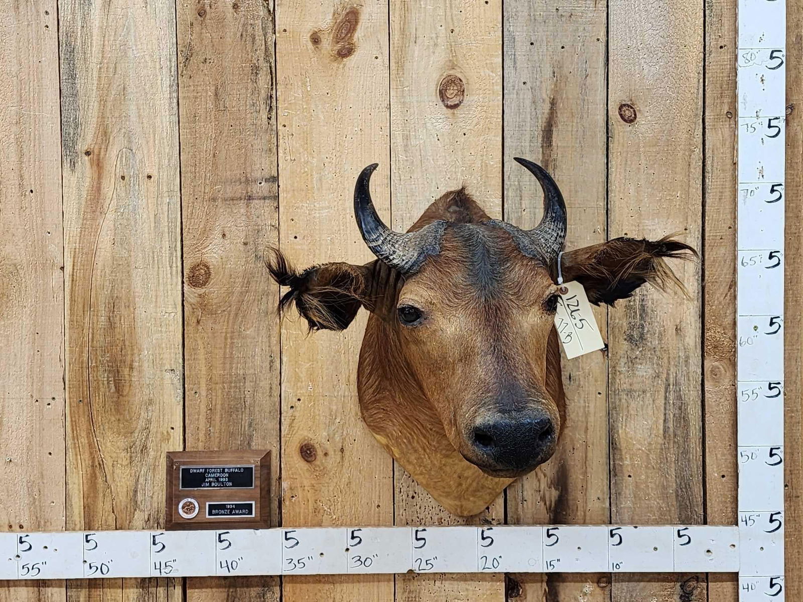 African Dwarf Forrest Buffalo Shoulder Mount Taxidermy (1 of 5)