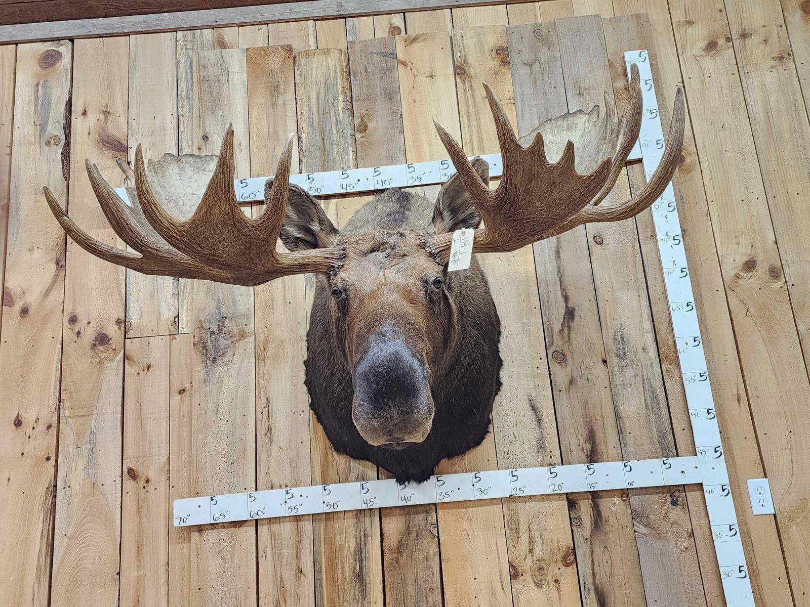58" Wide Alaskan Moose Shoulder Mount Taxidermy (1 of 16)