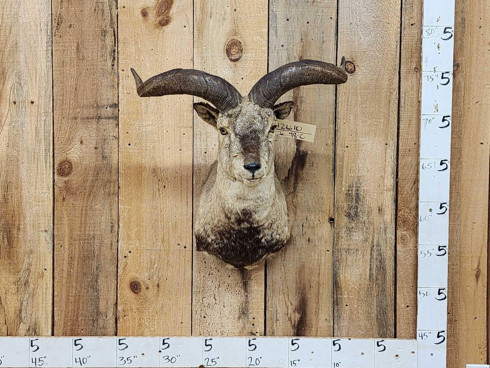 Asian Blue Sheep Shoulder Mount Taxidermy: 126.10 Nice mount great colors found in the high Himalayas Pakistan Nepal China