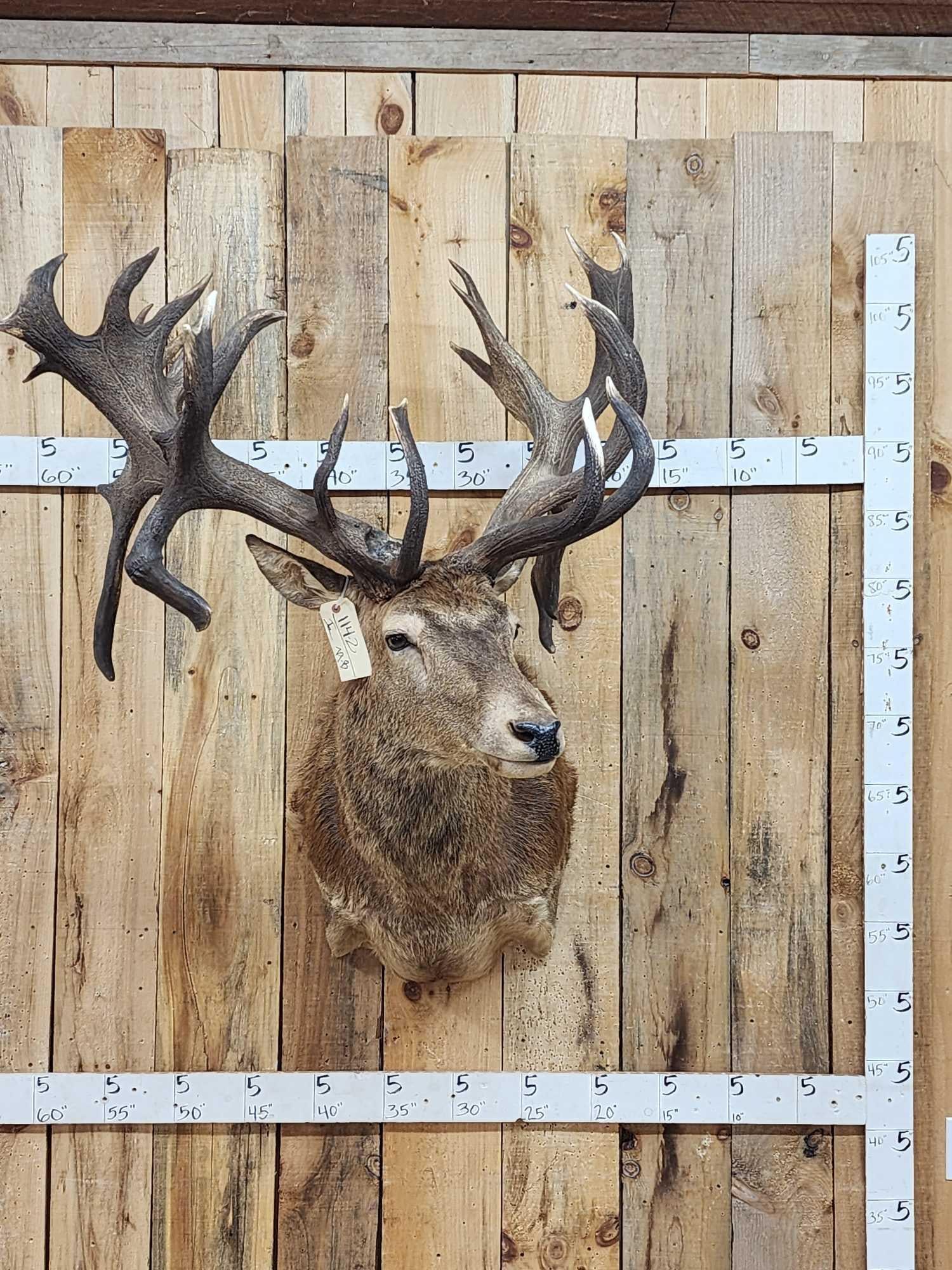 MONSTER Red Stag Shoulder Mount Taxidermy (1 of 12)