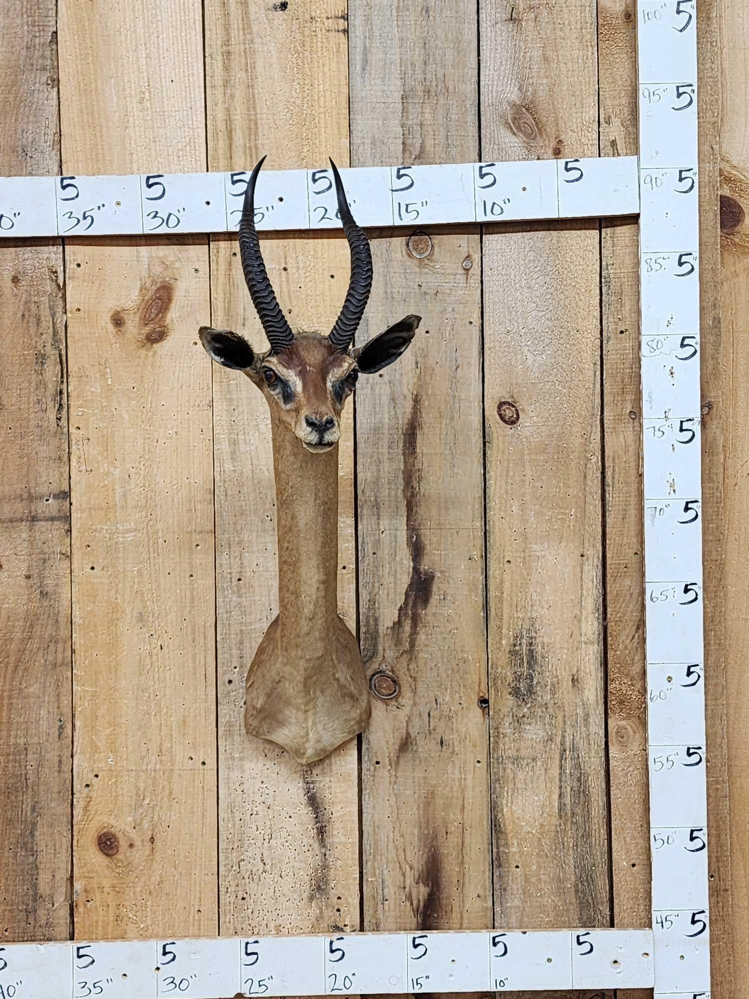 African Gerenuk Shoulder Mount Taxidermy: 126.6 Hard to find cool vintage mount great Oddities Curiosity piece