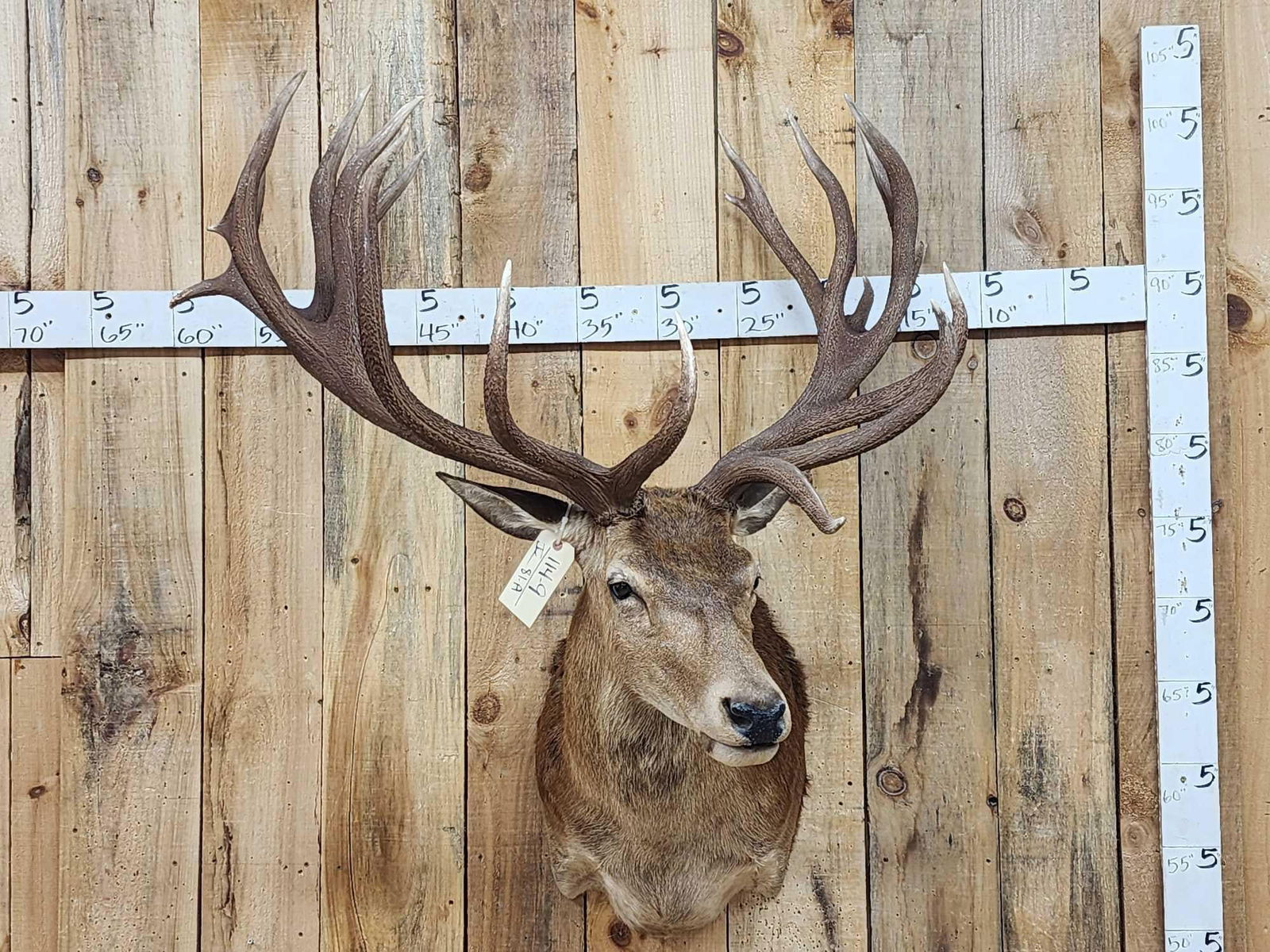 Big Red Stag Shoulder Mount Taxidermy (1 of 9)