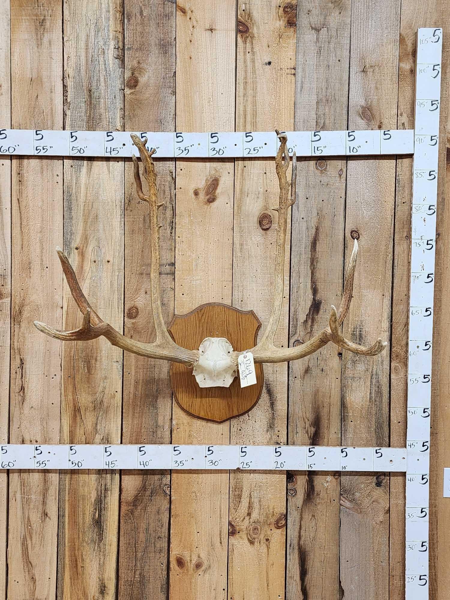 HUGE Pere David's Deer Antlers On Skull Plate: 126.9 Hard to come by great look!