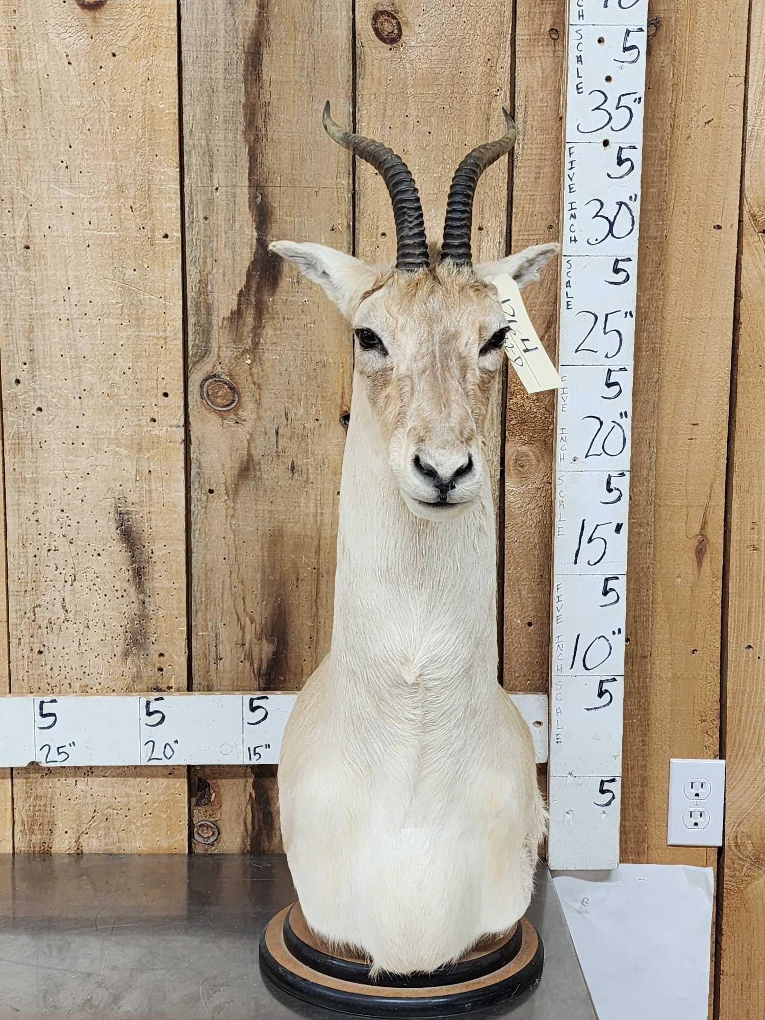 Mongolian Gazelle Pedestal Bust Taxidermy Mount: 126.4 Nicely done mount hard to find