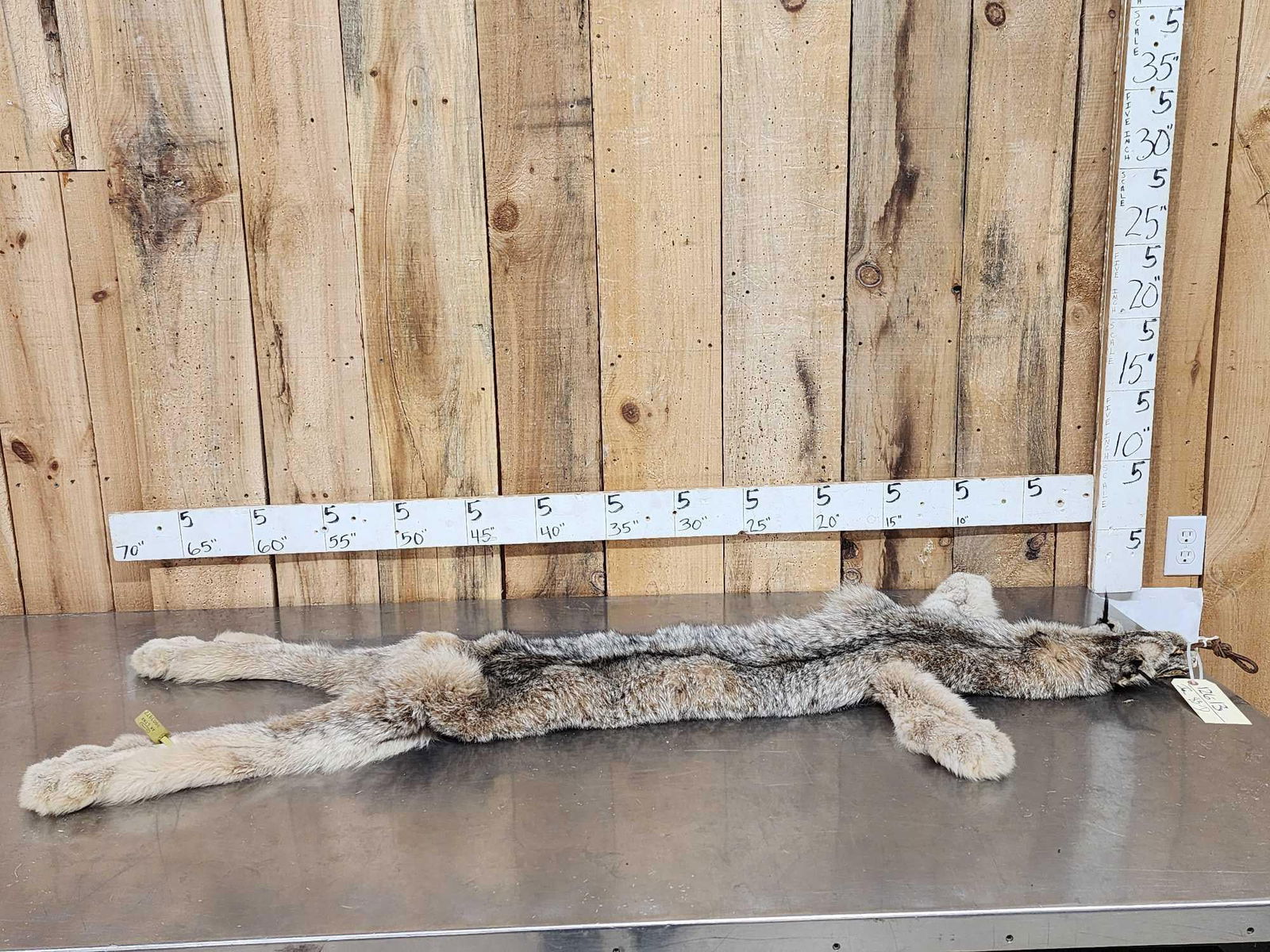 Alaskan Lynx Soft Tanned Fur Taxidermy (1 of 5)
