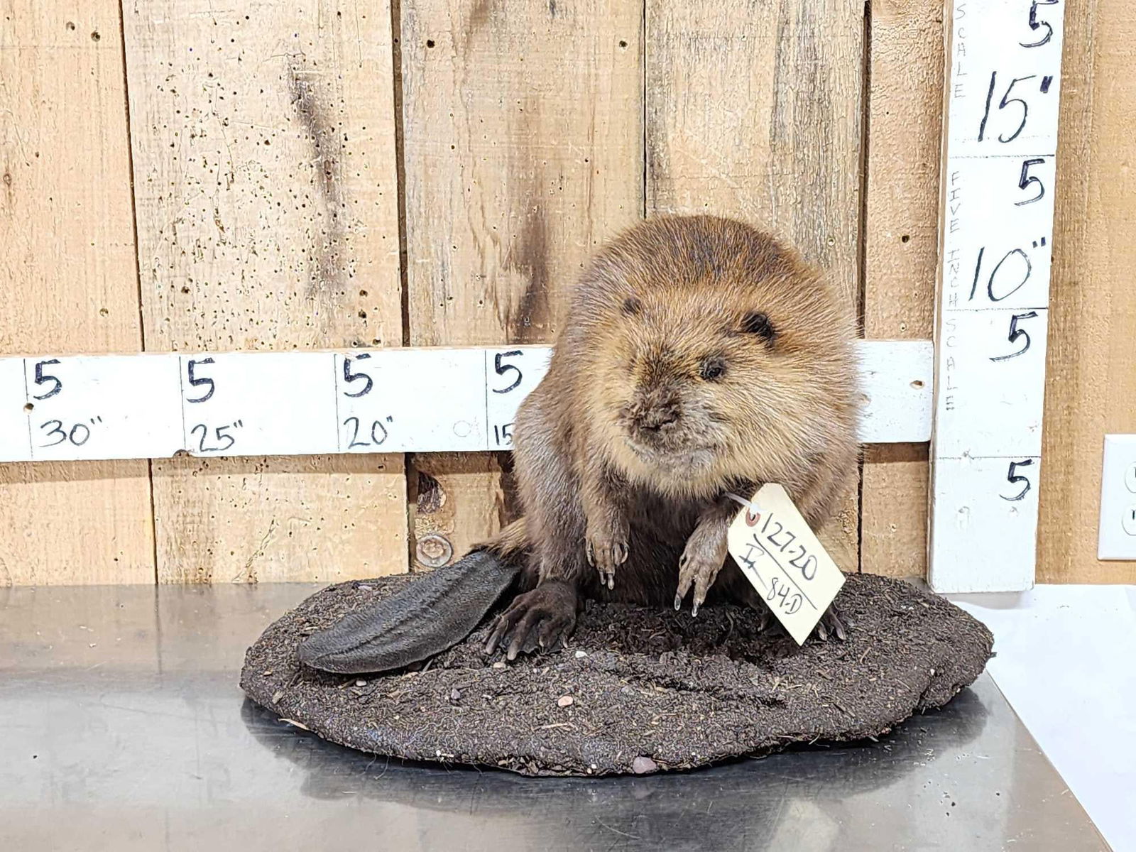 Juvenile Beaver Full Body Taxidermy Mount: 127.20 Nice clean mount on light weight habitat base