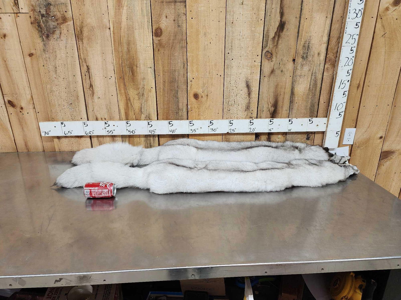 2 Blue Ranch Fox Soft Tanned Furs Taxidermy: 121.1 Unbelievably THICK soft fur big bushy tails gorgeous colors