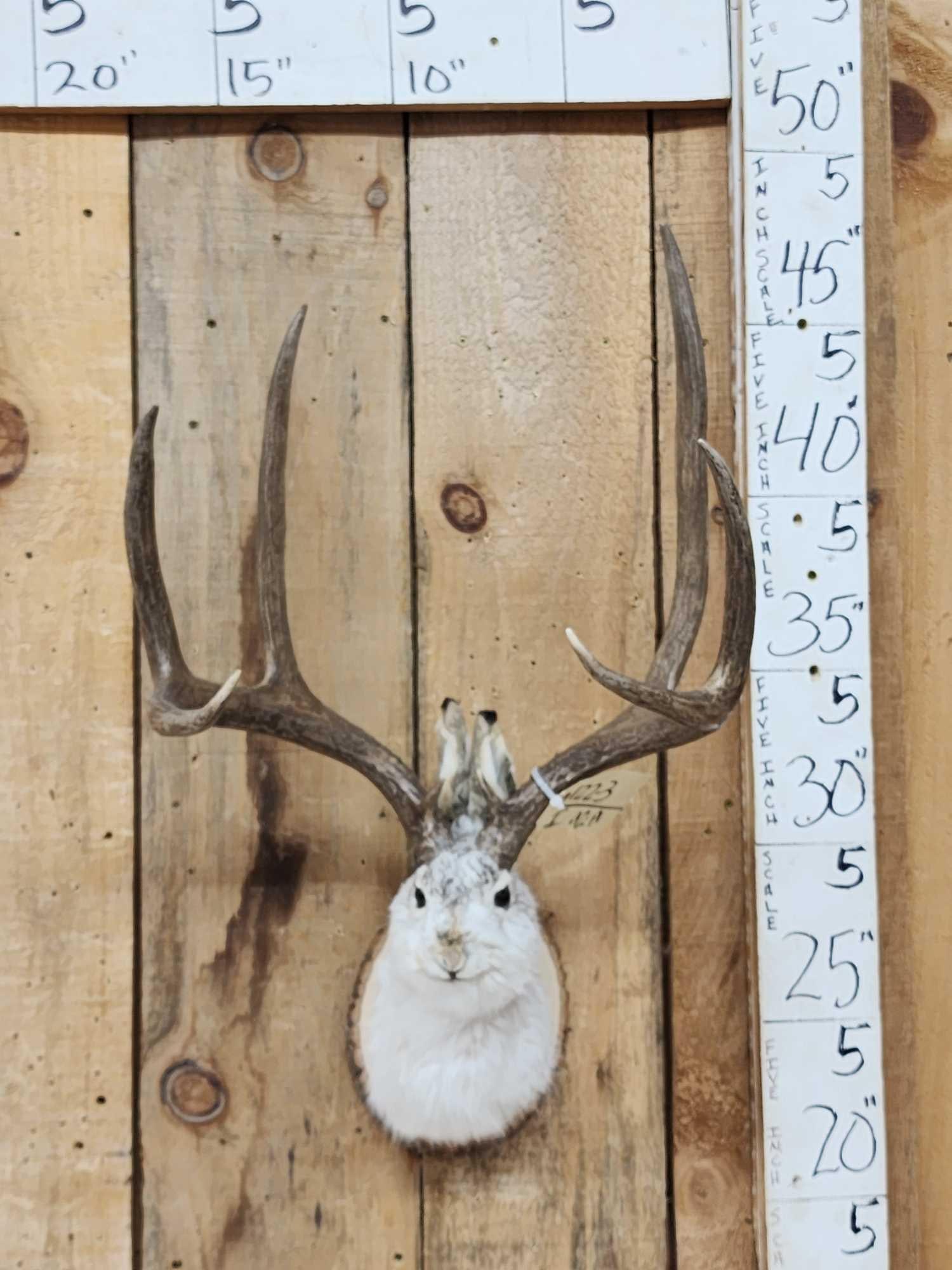 Jackalope Shoulder Mount Taxidermy: 122.3 New mount cute piece