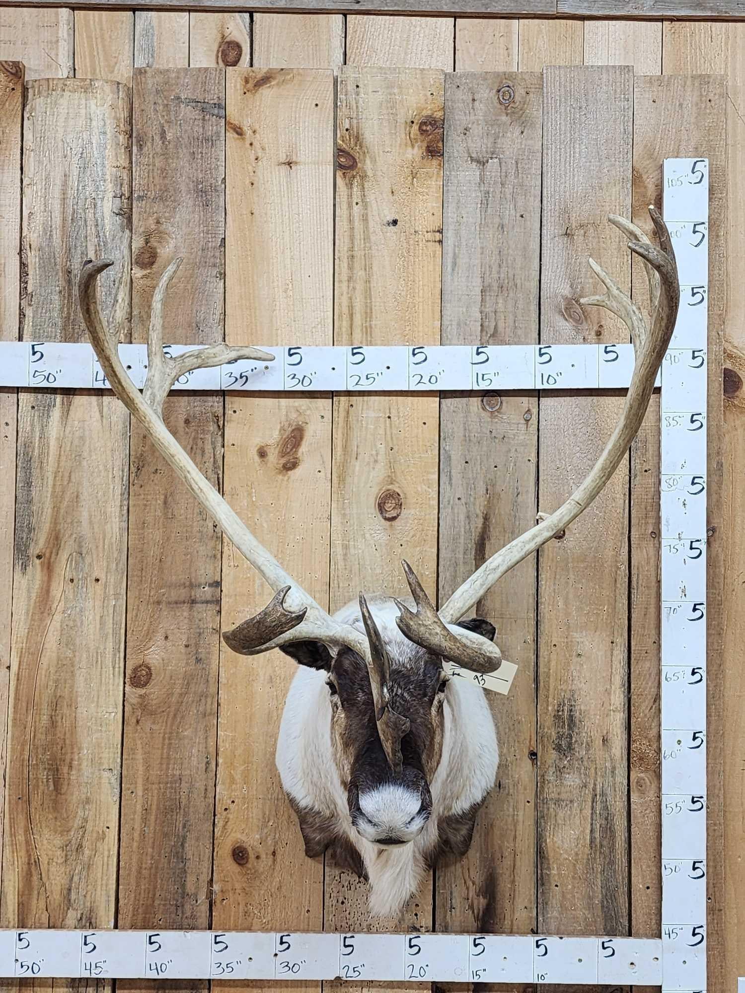 Extra Nice Caribou Shoulder Mount Taxidermy: 114.3 Heavy mass antlers right down to the shovel awesome hair color Nicely done mount