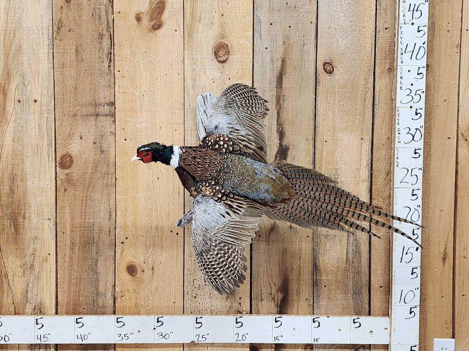 Ringneck Pheasant In Flight Bird Taxidermy (1 of 4)