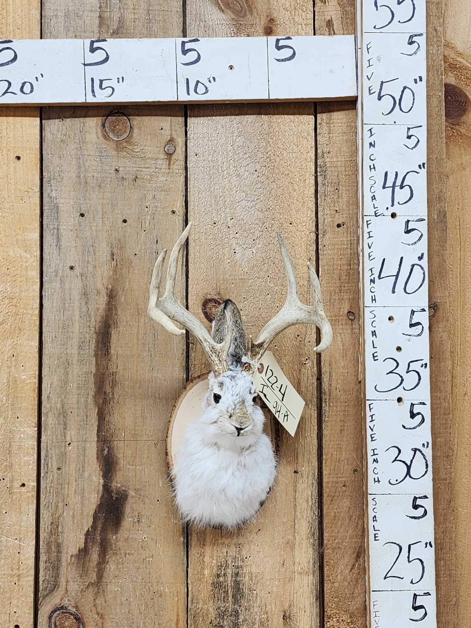 Jackalope Shoulder Mount Taxidermy: 122.4 New mount cute piece