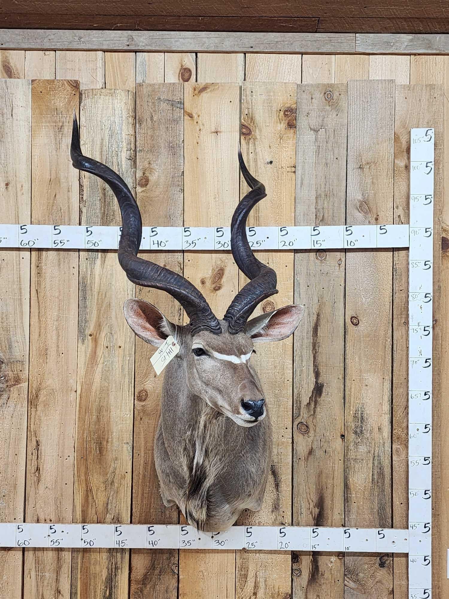 African Kudu Shoulder Mount Taxidermy (1 of 6)