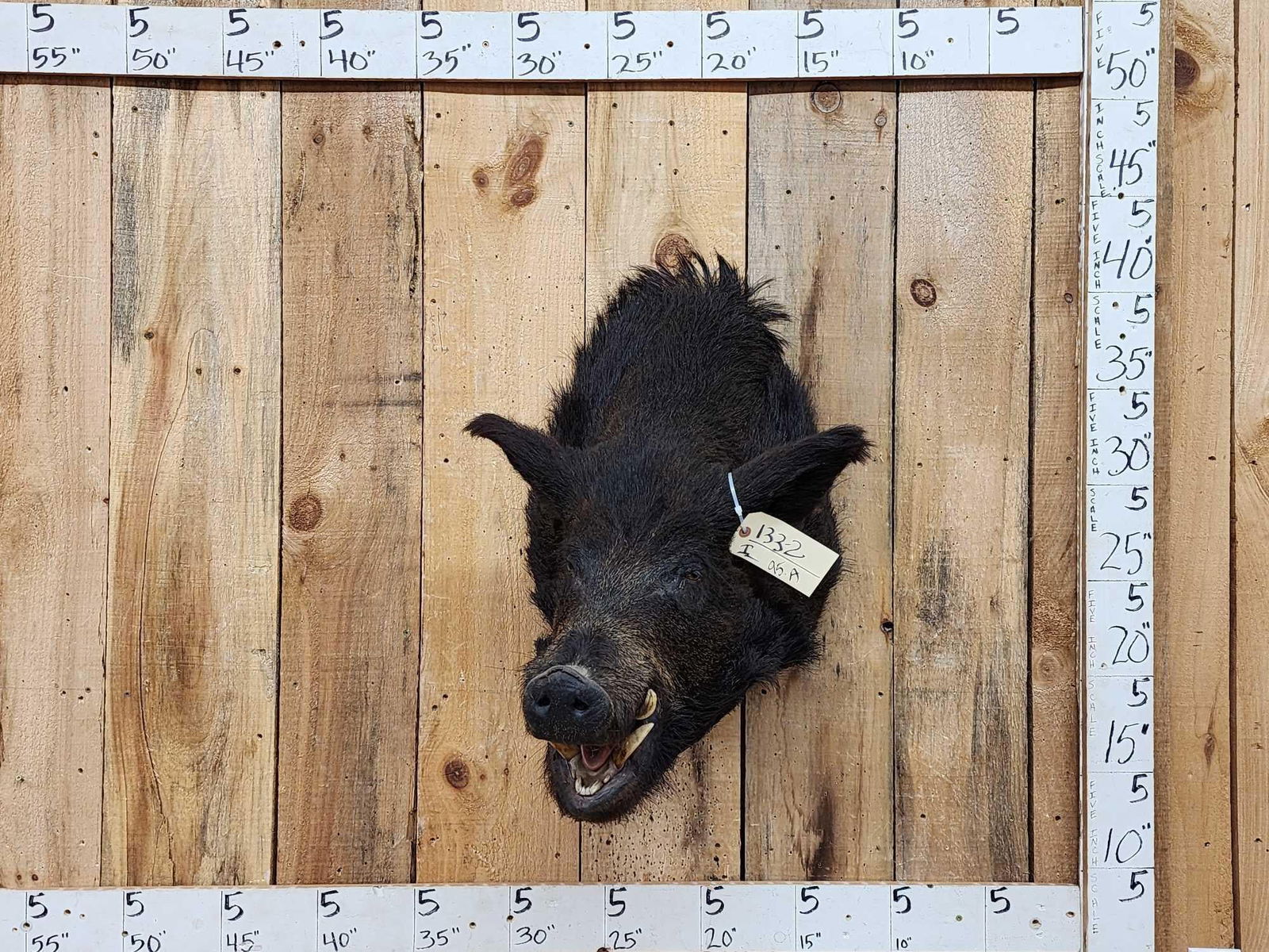 Wild Boar Hog Shoulder Mount Taxidermy: 133.2 Big hog thick wiry hair