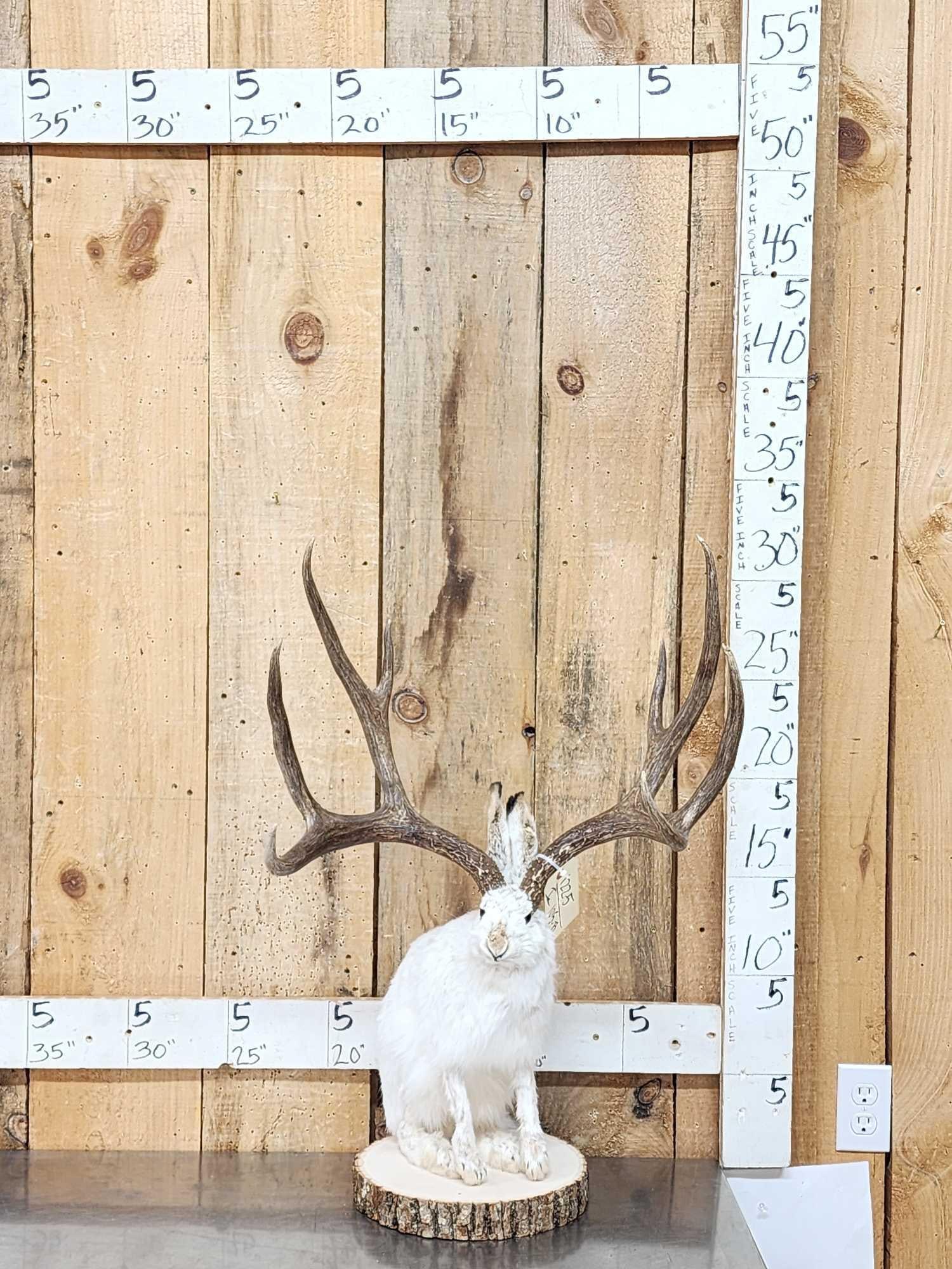 MONSTER Jackalope Full Body Taxidermy Mount: 122.5 Brand new mount great look!