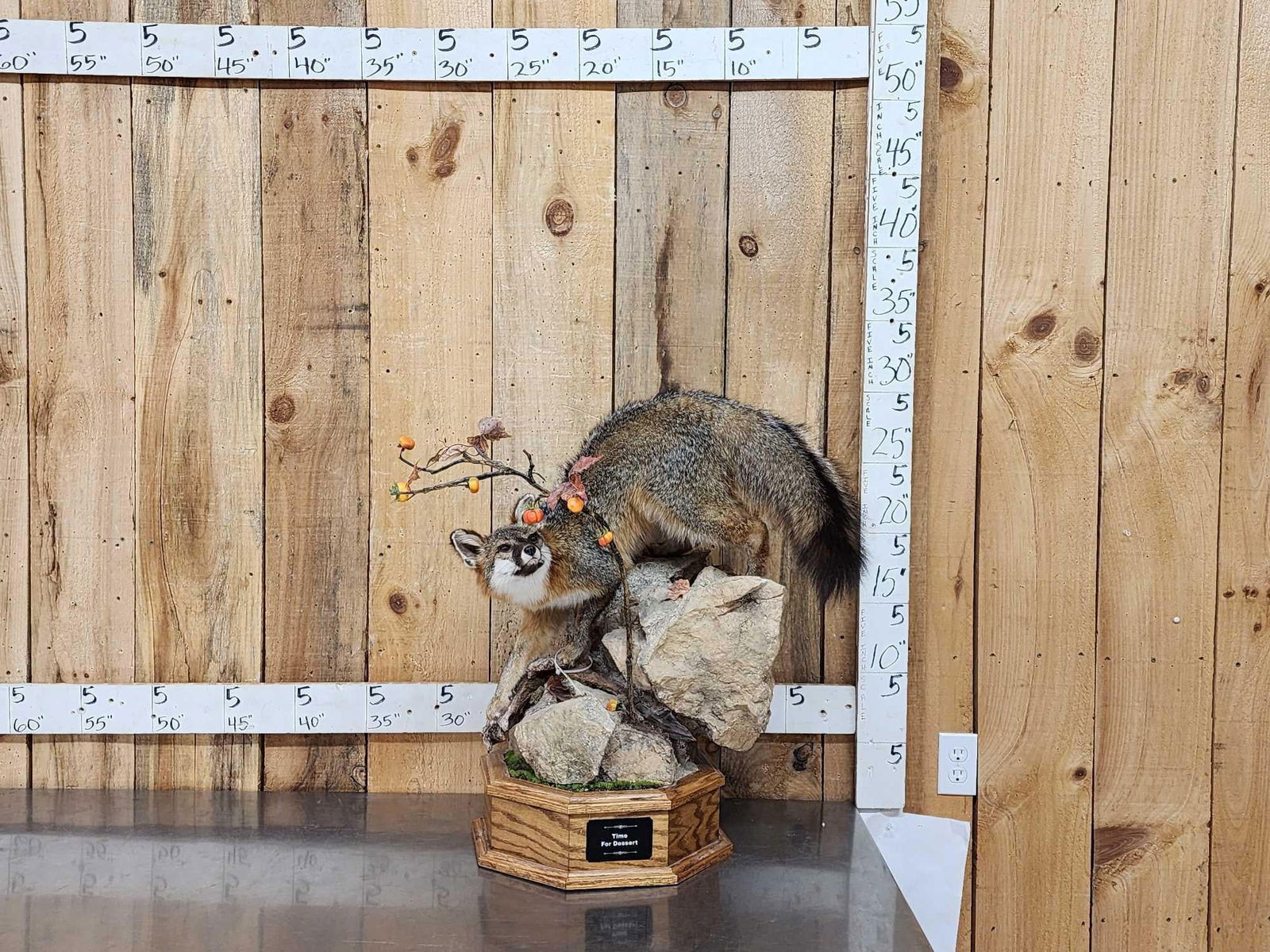 Gorgeous Gray Fox Full Body Taxidermy Mount (1 of 13)