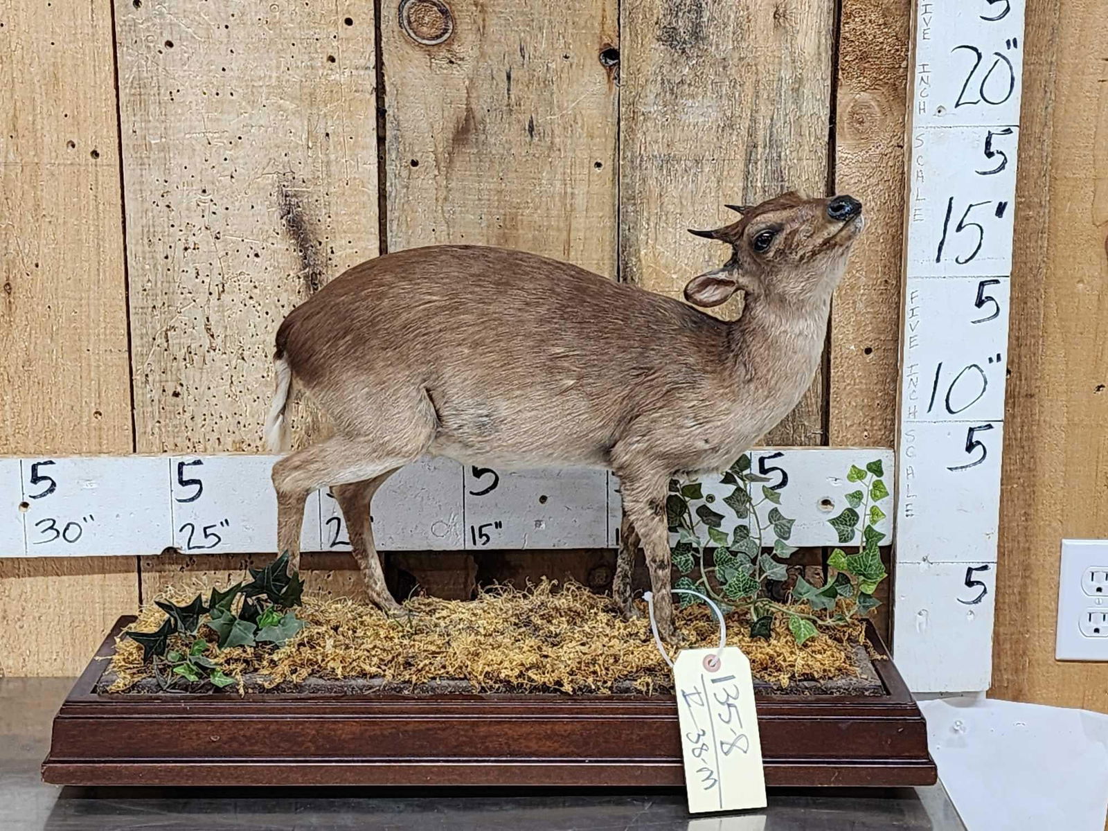 African Blue Duiker Full Body Taxidermy Mount: 135.8 Nice clean mount hard to find specimen on habitat base
