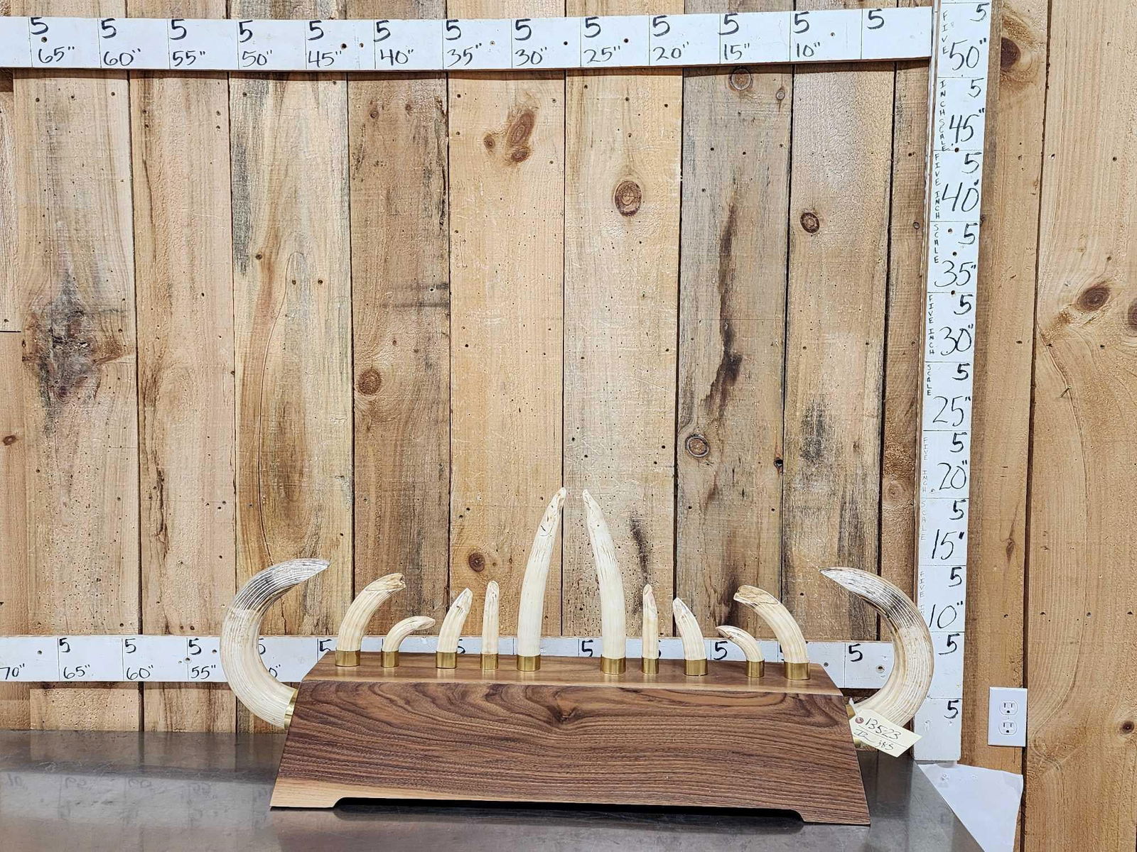 Complete Set Of HUGE Hippopotamus Tusks Taxidermy (1 of 12)