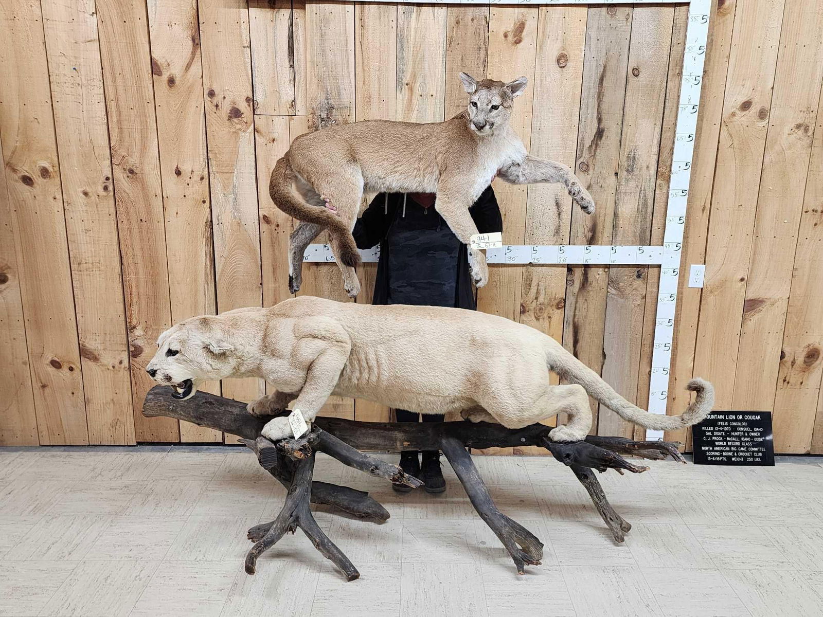 MEGA GIANT Record Book Mountain Lion Cougar Full Body Taxidermy Mount (1 of 20)