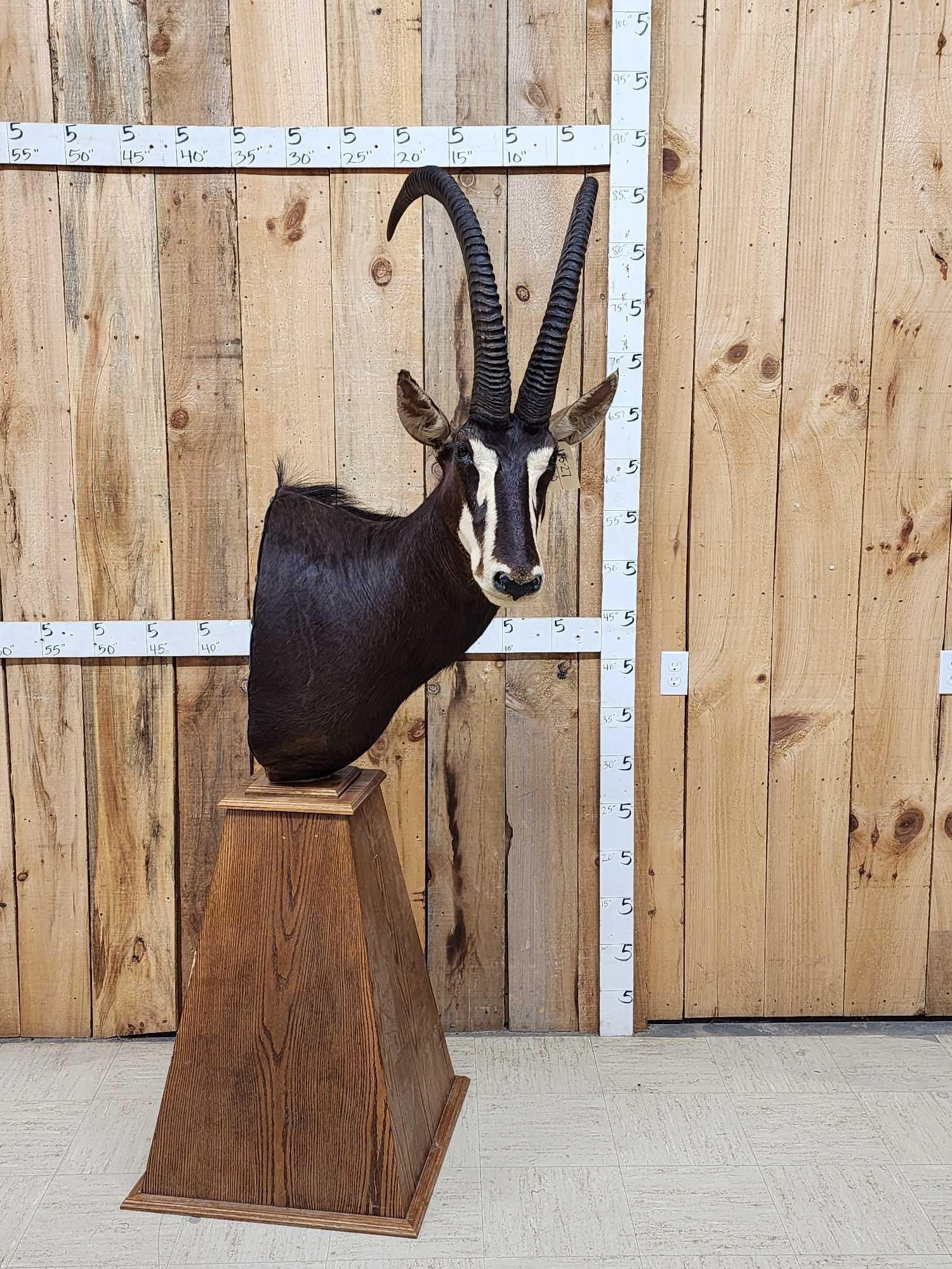 African Sable Antelope Pedestal Taxidermy Mount (1 of 8)
