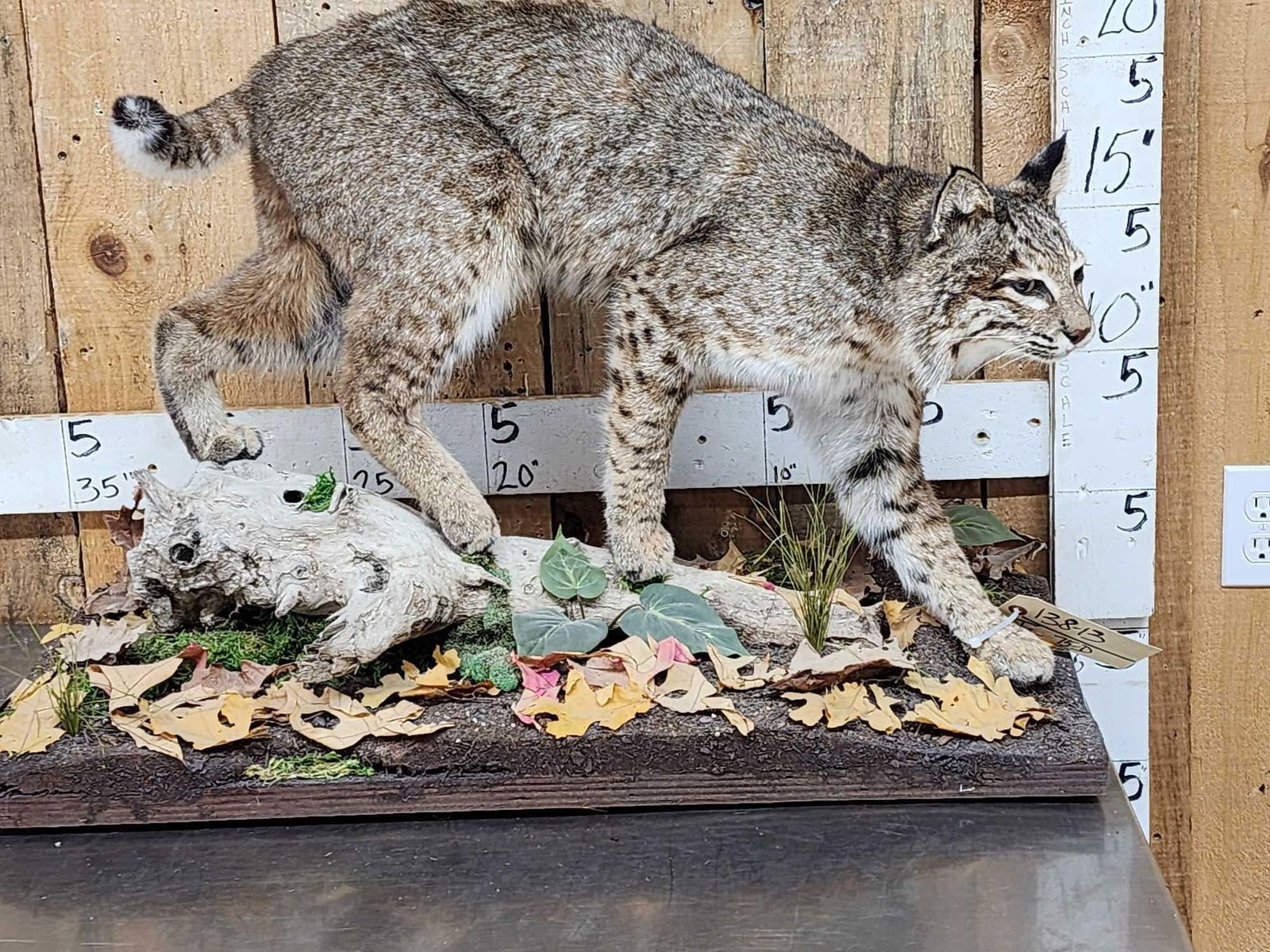 Nice Bobcat Full Body Taxidermy Mount (1 of 9)