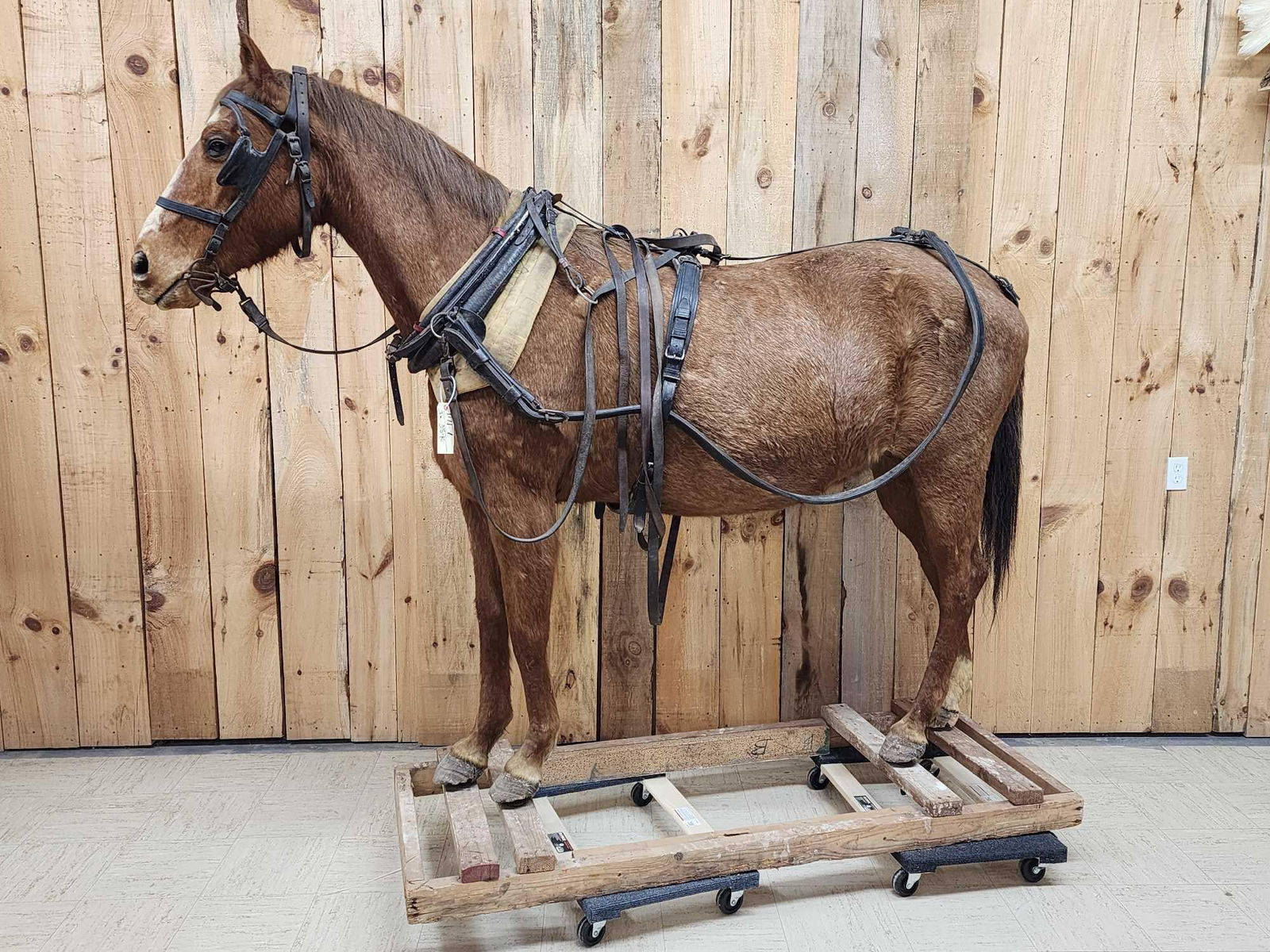 Harness Horse Full Body Taxidermy Mount (1 of 13)