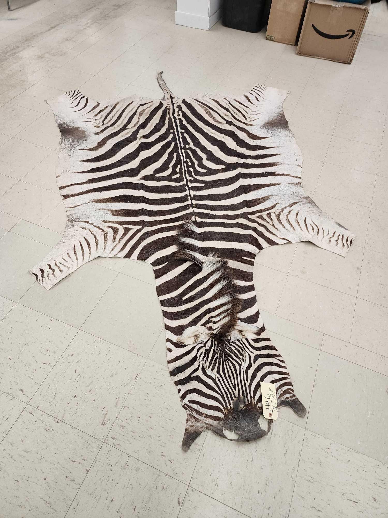 Zebra Soft Tanned Skin (1 of 4)