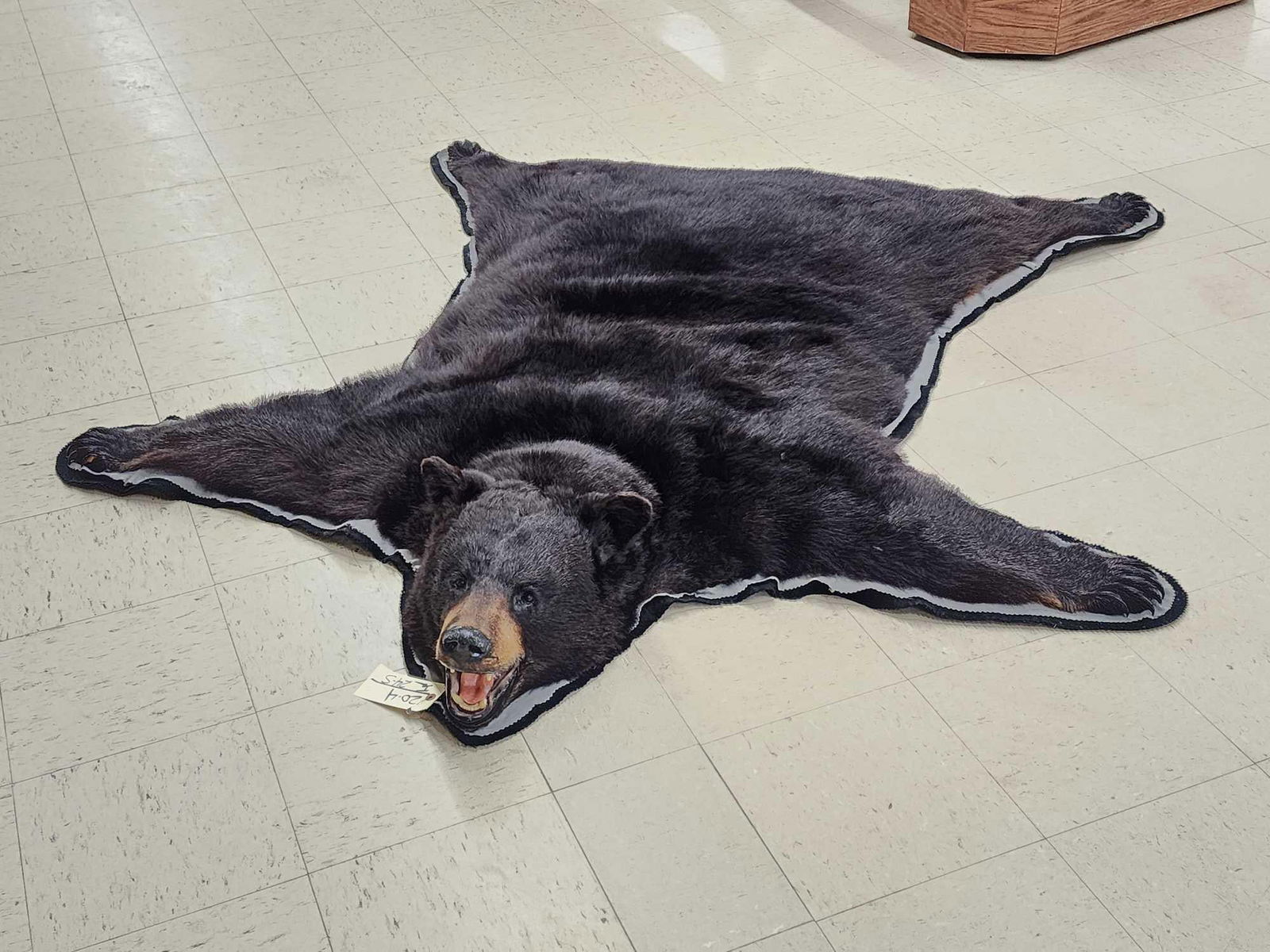 Extra Nice Black Bear Rug Taxidermy: 20.4 Thick prime fur spring bear no rubs claws intact double felt edges padded backing overall dimensions about 75" long x 70" wide