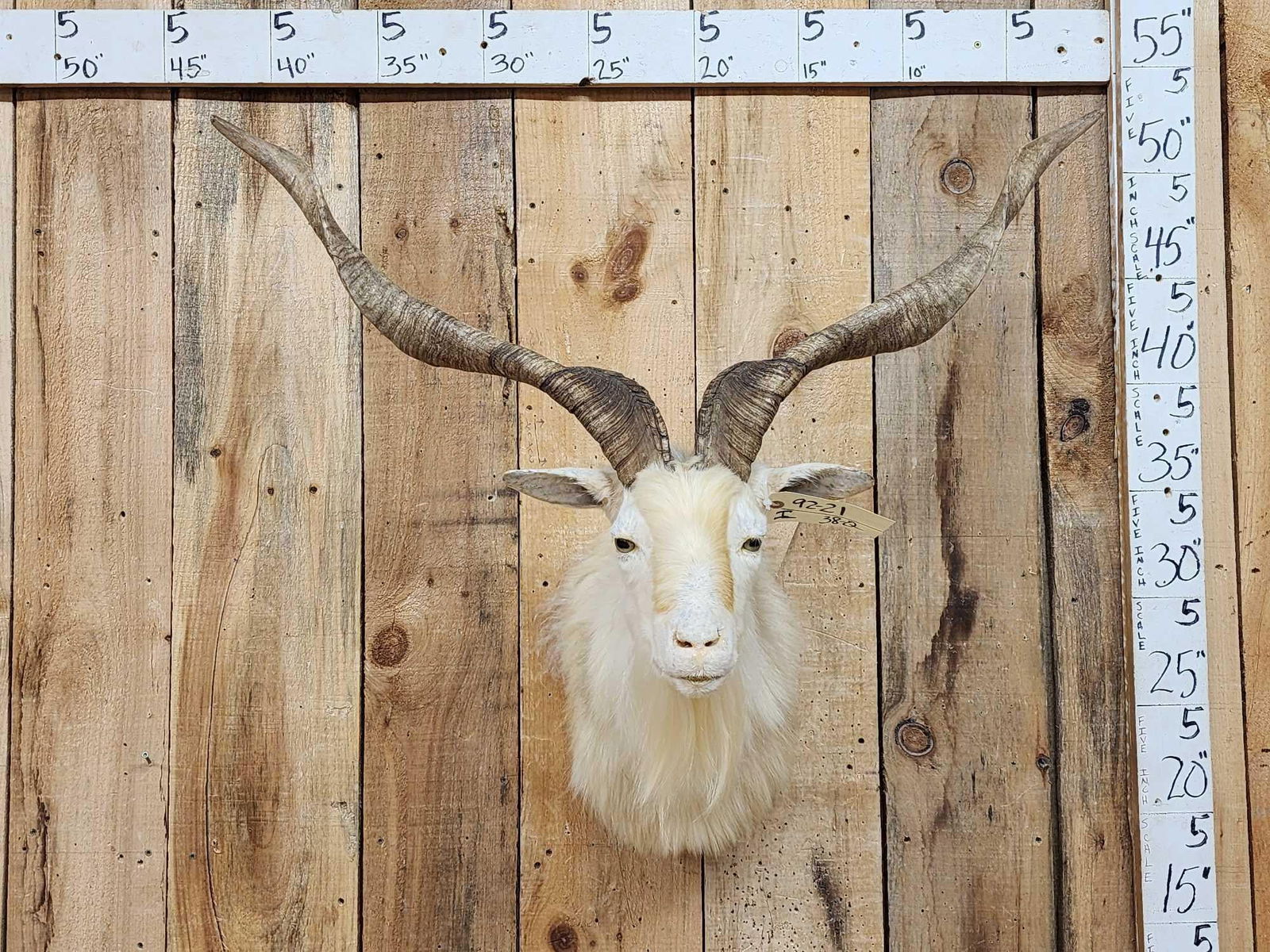 White Catalina Feral Goat Shoulder Mount Taxidermy: 92.21 Big horns over 36" tip to tip spread awesome hair colors nice mount