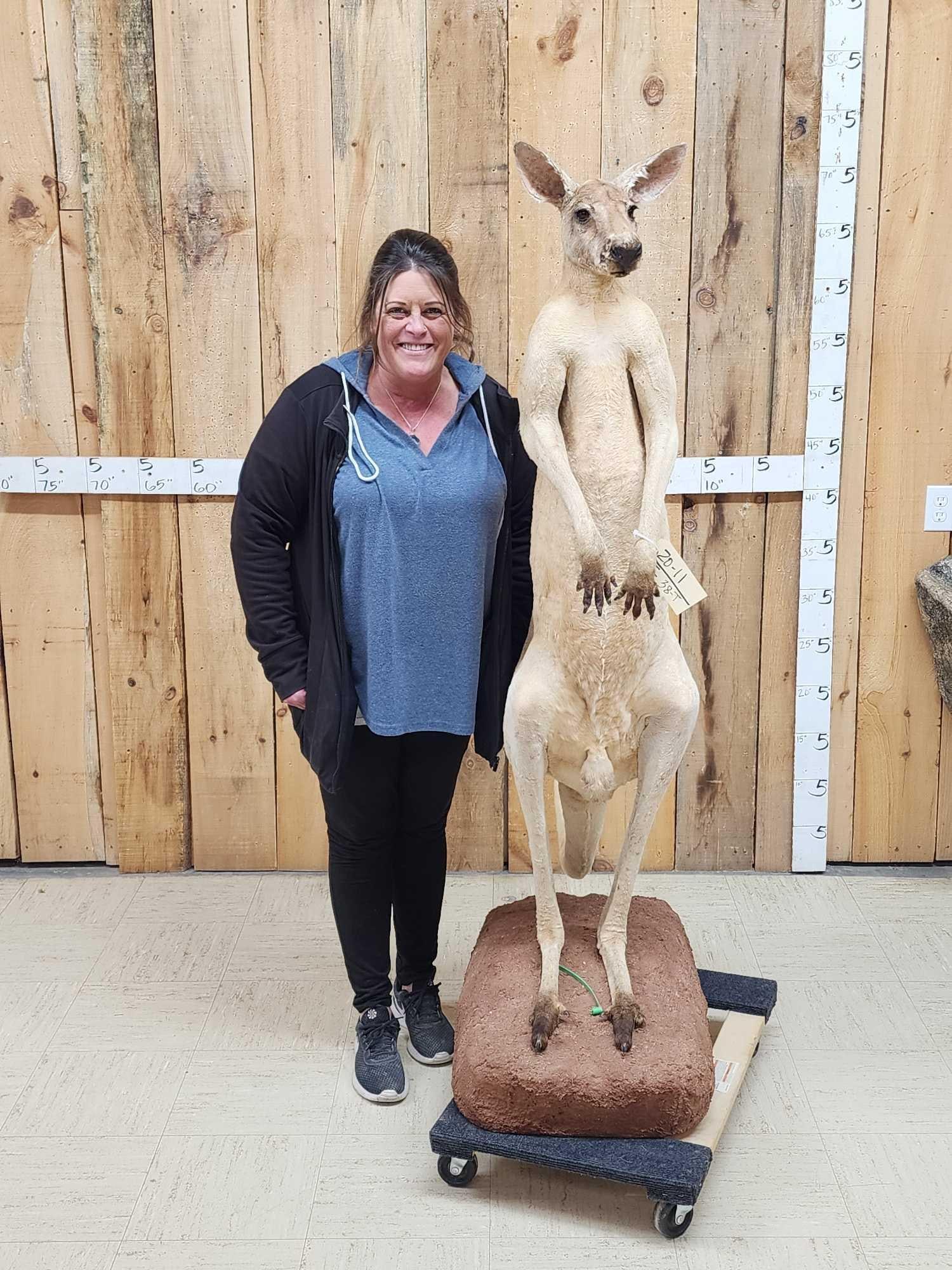 Super Rare Kangaroo Full Body Taxidermy Mount (1 of 10)