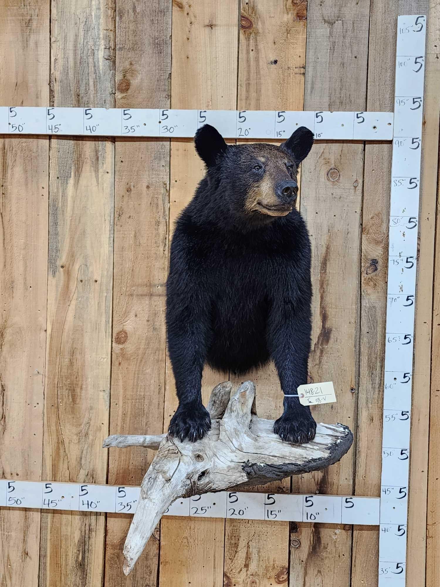 Extra Nice Black Bear Half Body Taxidermy Mount: 148.21 Thick prime fur awesome color with brown stripe on his forehead great Taxidermy Artwork