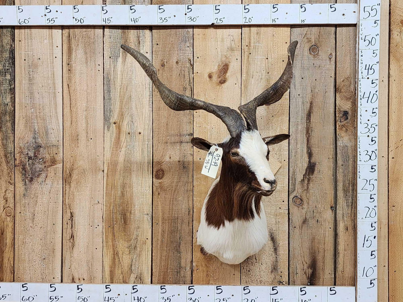 Awesome Feral Goat Shoulder Mount Taxidermy (1 of 8)