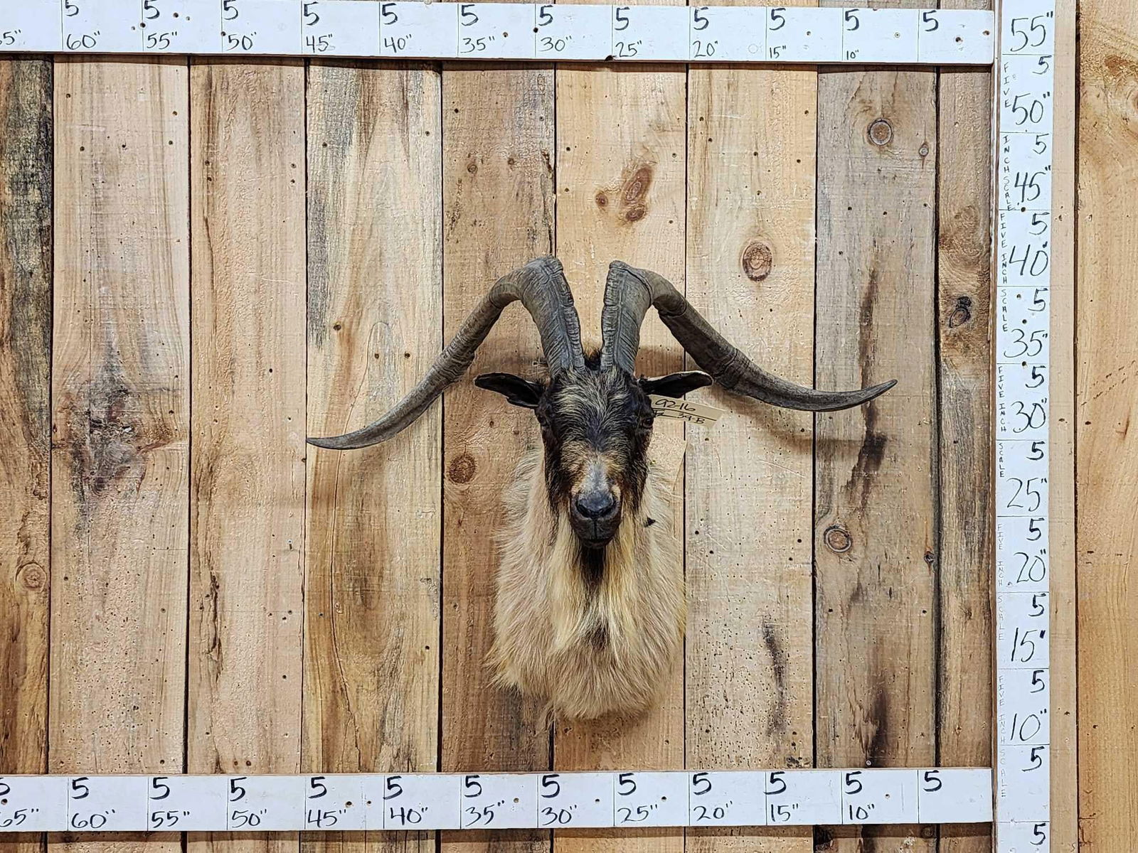 Big Feral Goat Shoulder Mount Taxidermy: 92.16 Great look nice hair awesome colors huge horns over 37" tip to tip spread awesome piece