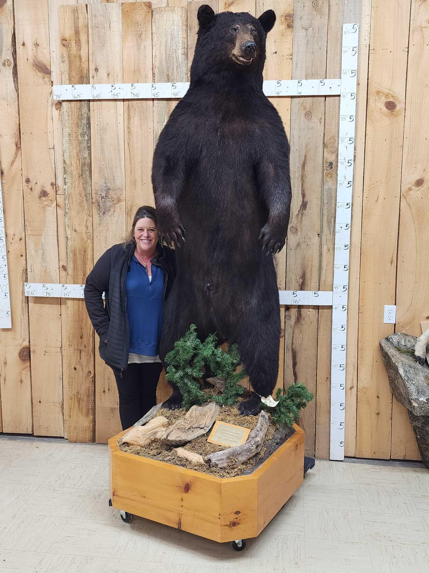 MONSTER Black Bear Full Body Taxidermy Mount (1 of 14)