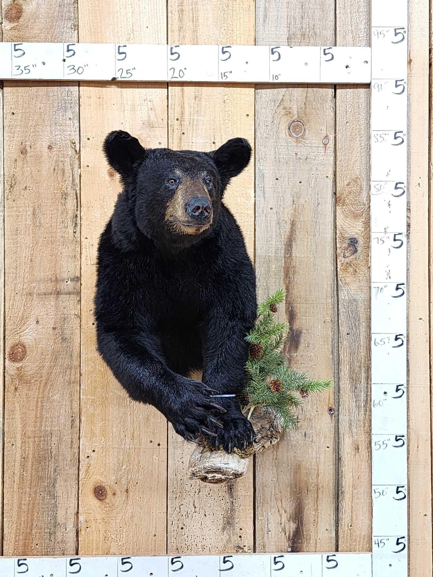 Nice Little Juvenile Black Bear Half Body Taxidermy Mount: 148.15 Great Taxidermy Artwork thick prime fur big claws for a little bear Great accent piece for smaller spaces