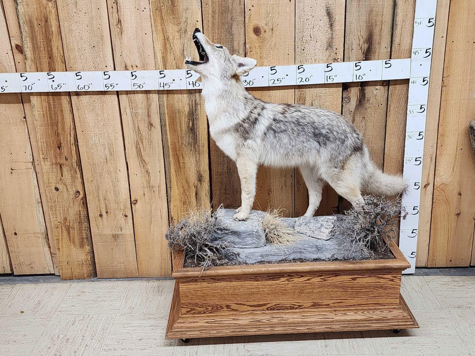 Howling Coyote Full Body Taxidermy Mount (1 of 12)