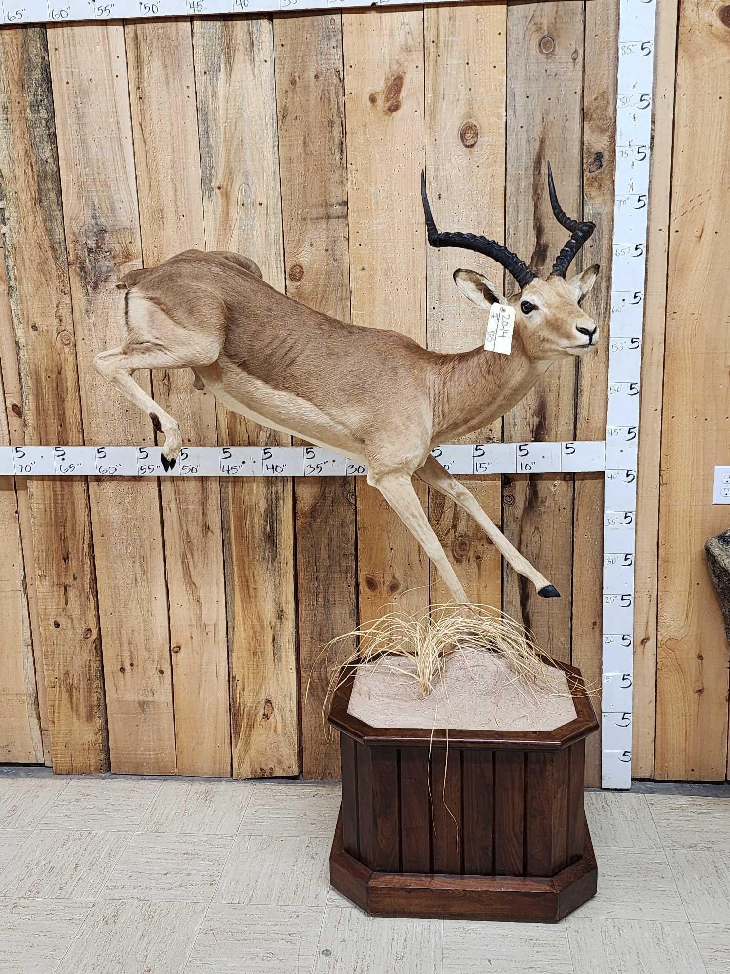 African Impala Full Body Taxidermy Mount (1 of 6)