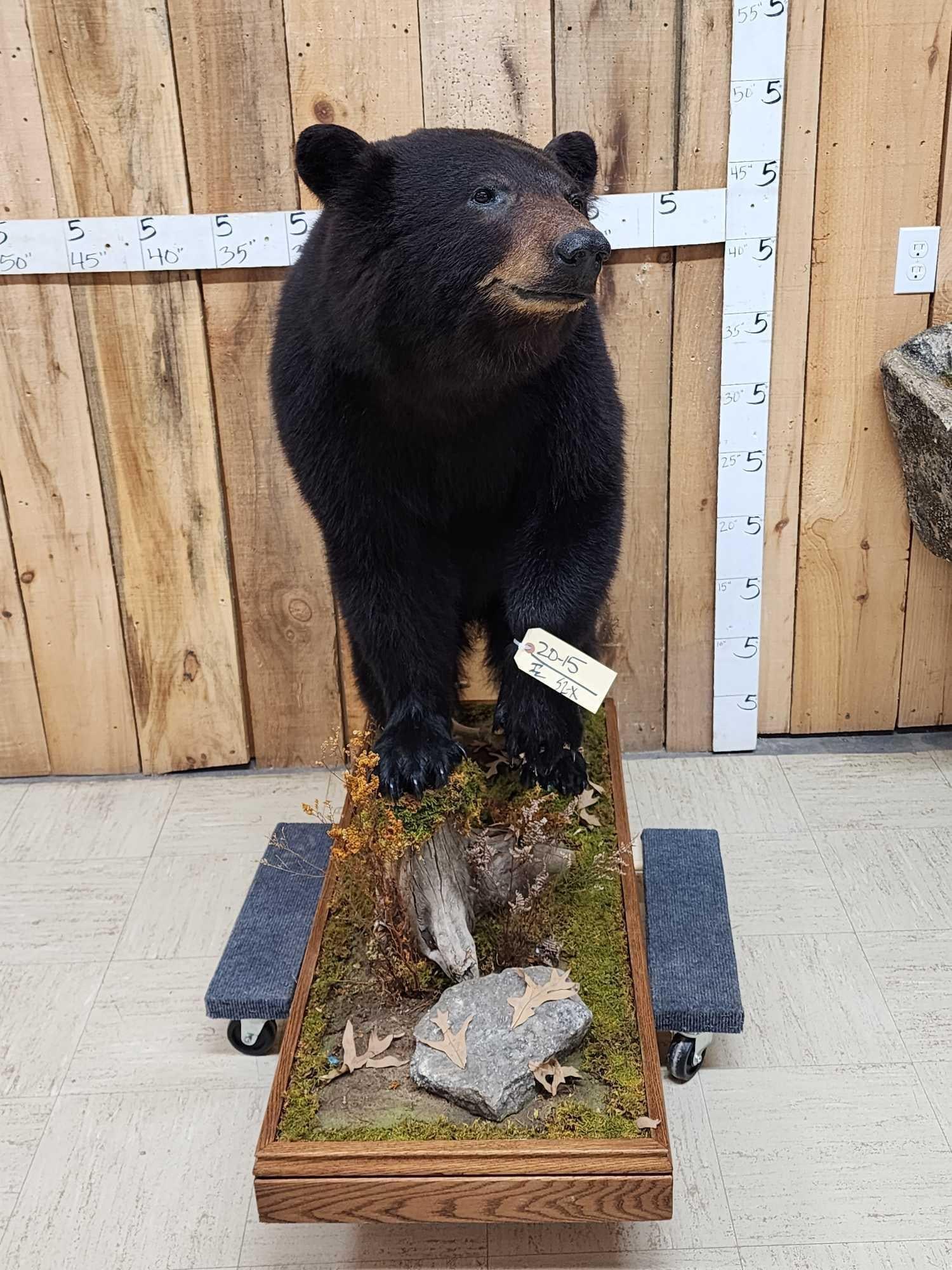 Nice Black Bear Full Body Taxidermy Mount: 20.15 Nice clean mount great Taxidermy Artwork thick prime fur spring bear no rubs on Nicely done habitat base