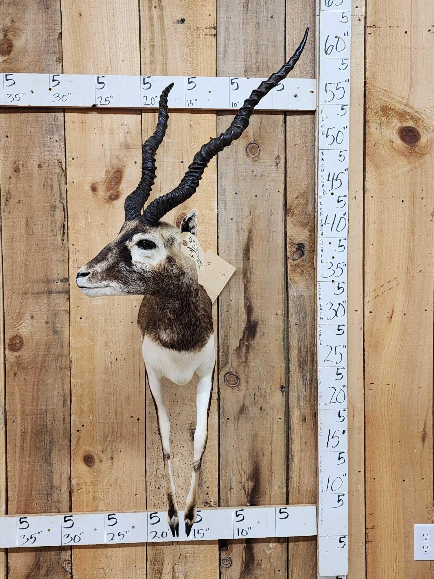 Indian Black Buck Half Body Taxidermy Mount (1 of 7)