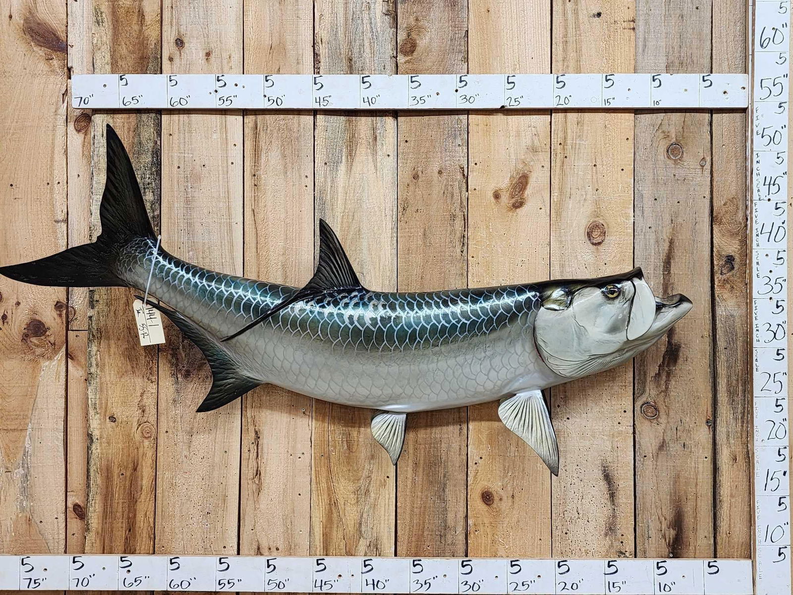 66" Tarpon Reproduction Fish Taxidermy: 144.1 Great look realistic looking reproduction good paint artwork
