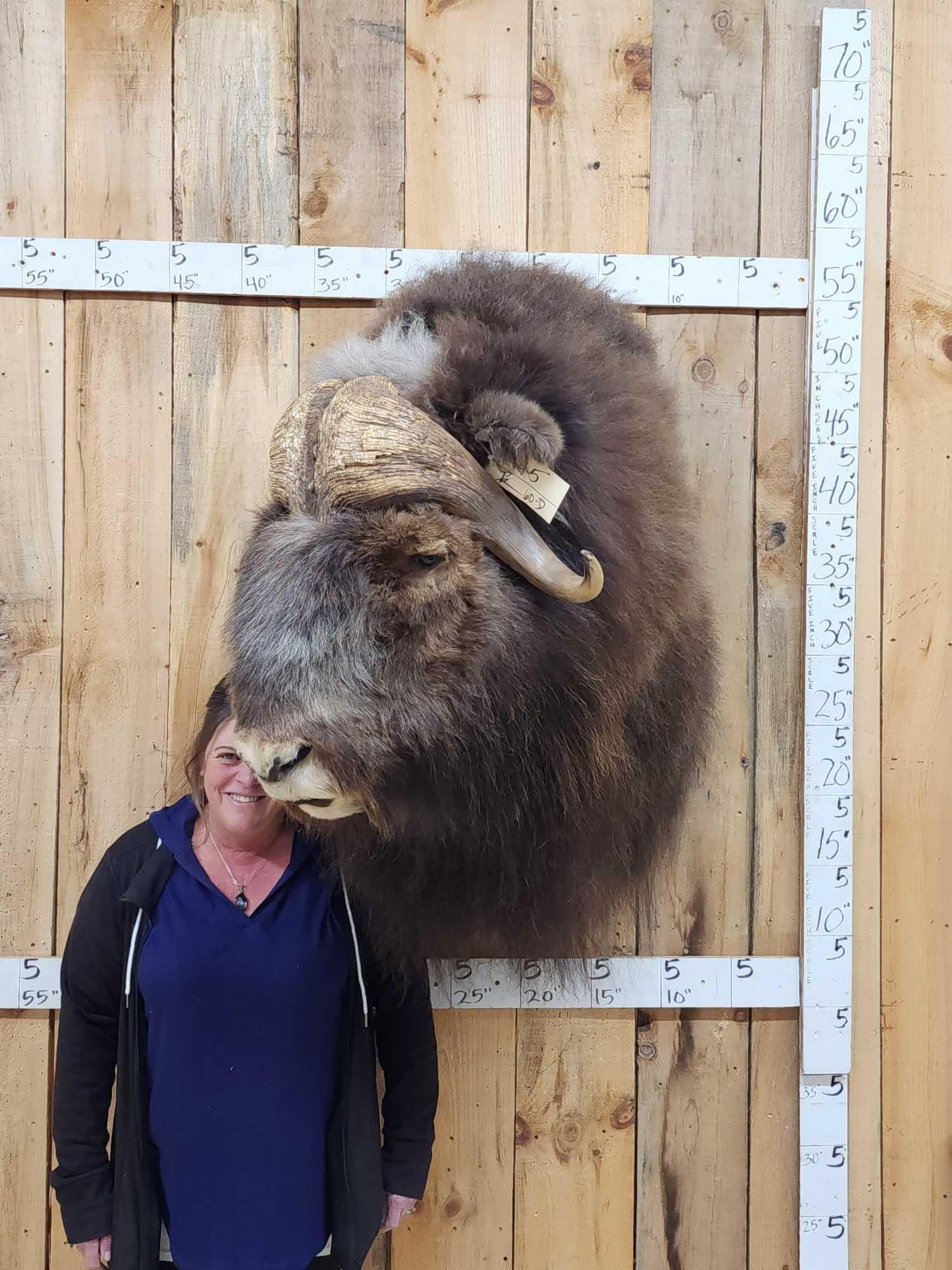 MONSTER Musk Ox Shoulder Mount Taxidermy (1 of 10)