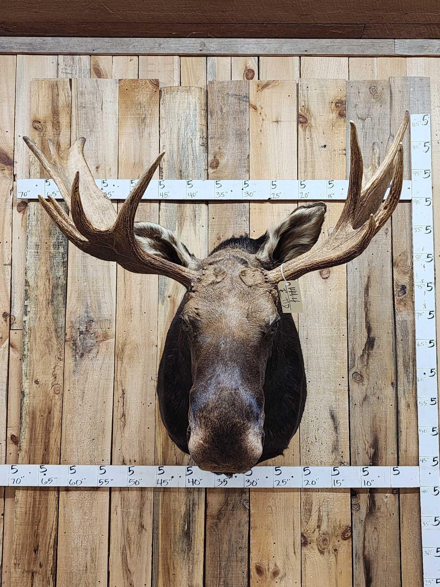 44" Wide Moose Shoulder Mount Taxidermy (1 of 7)