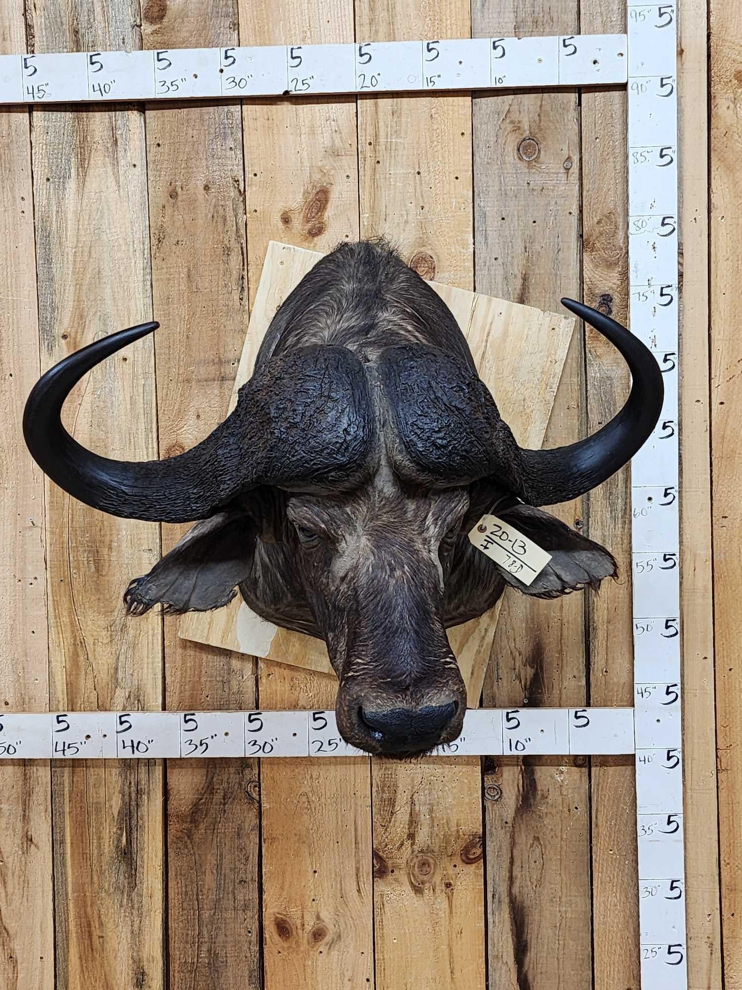 Big African Cape Buffalo Shoulder Mount Taxidermy: 20.13 Trophy Class specimen 40" wide horns huge bosses scores 108 SCI