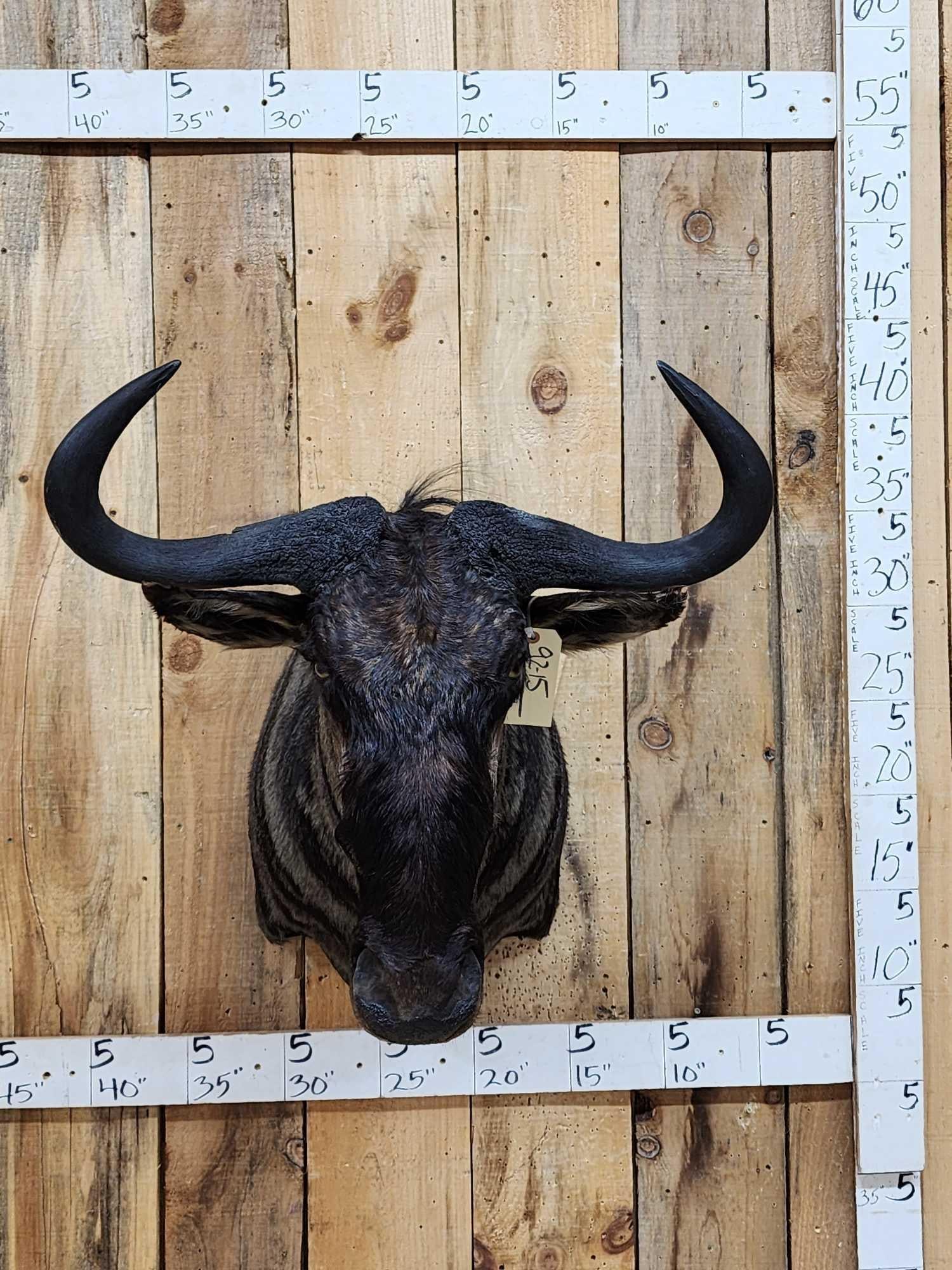 African Blue Wildebeest Shoulder Mount Taxidermy: 92.15 Big horns great colors