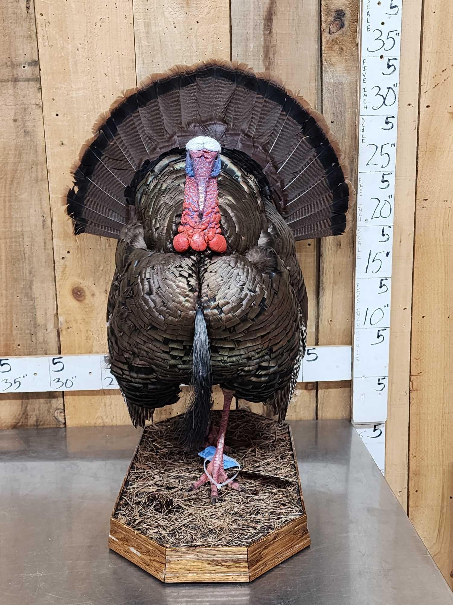 Strutting Turkey Full Body Bird Taxidermy (1 of 6)