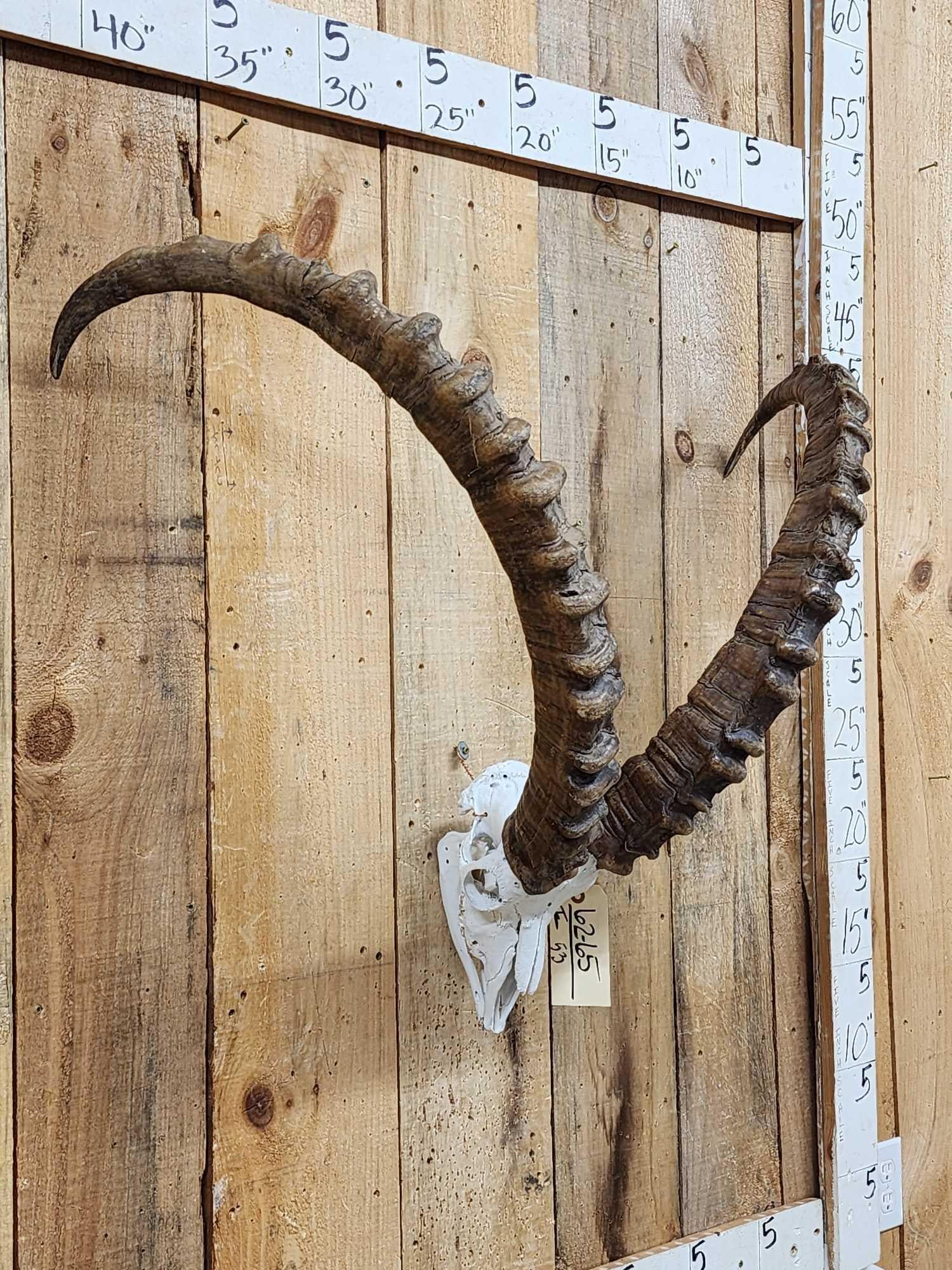 Big Ibex Skull Taxidermy: 62.65 Big 41" horns very pronounced ridges great look with bottom jaw