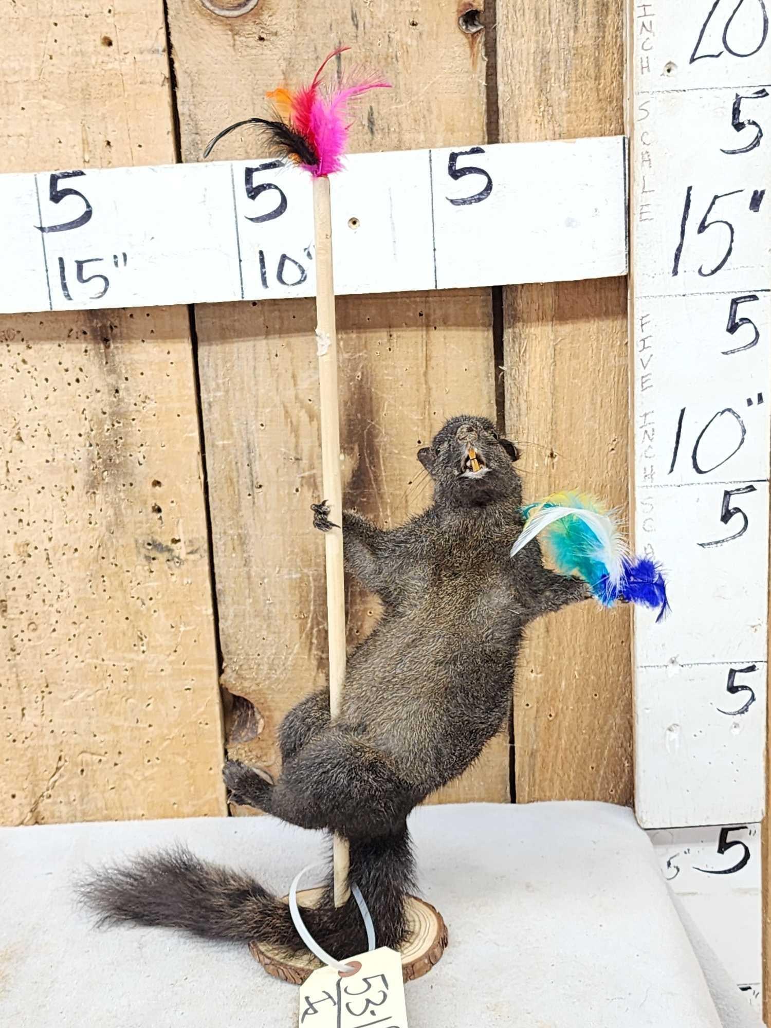 Squirrel On A Stripper Pole Taxidermy: 53.18 Great Oddities Curiosity piece